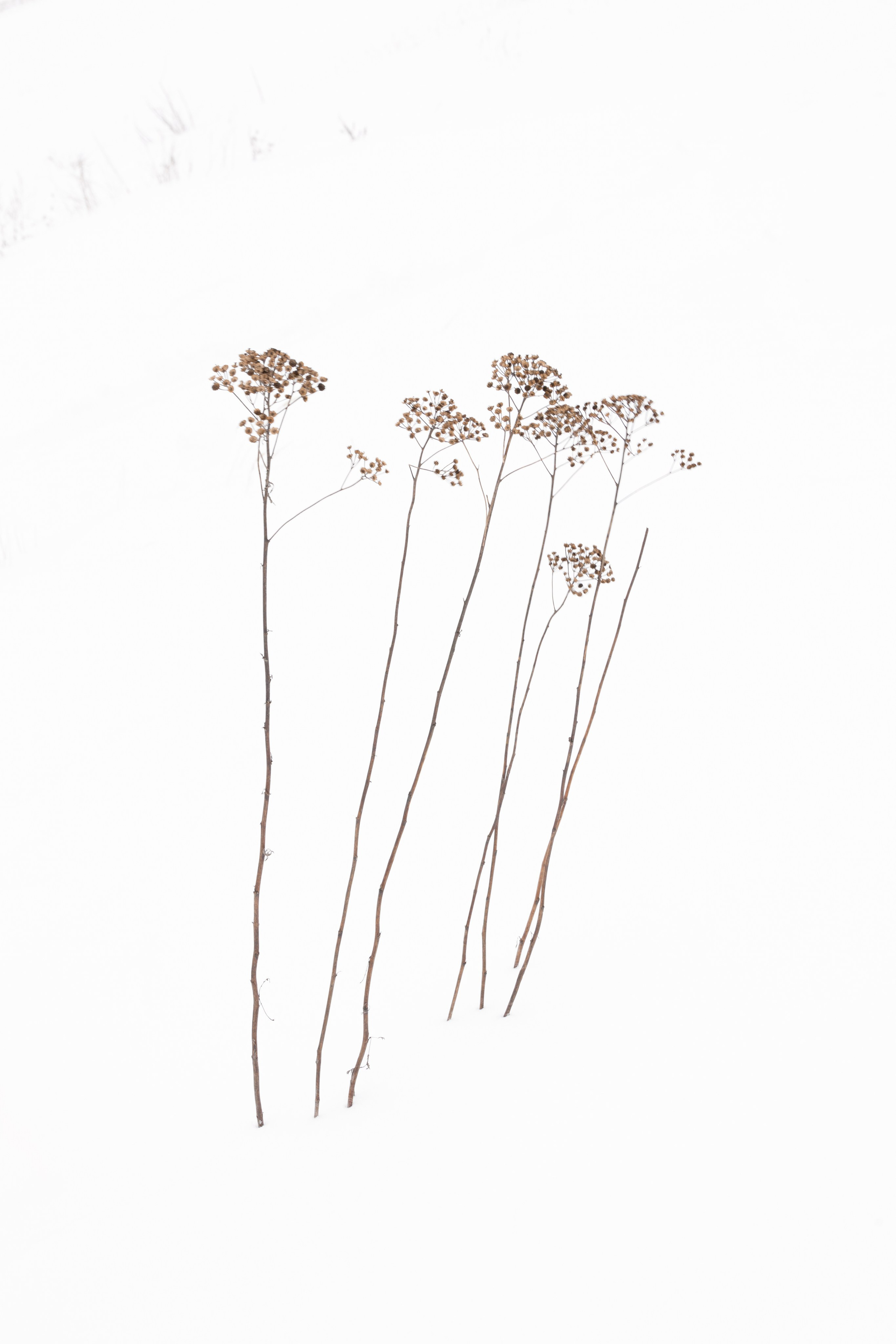 Хрупкость бытия. Фотограф Ольга Дунаева