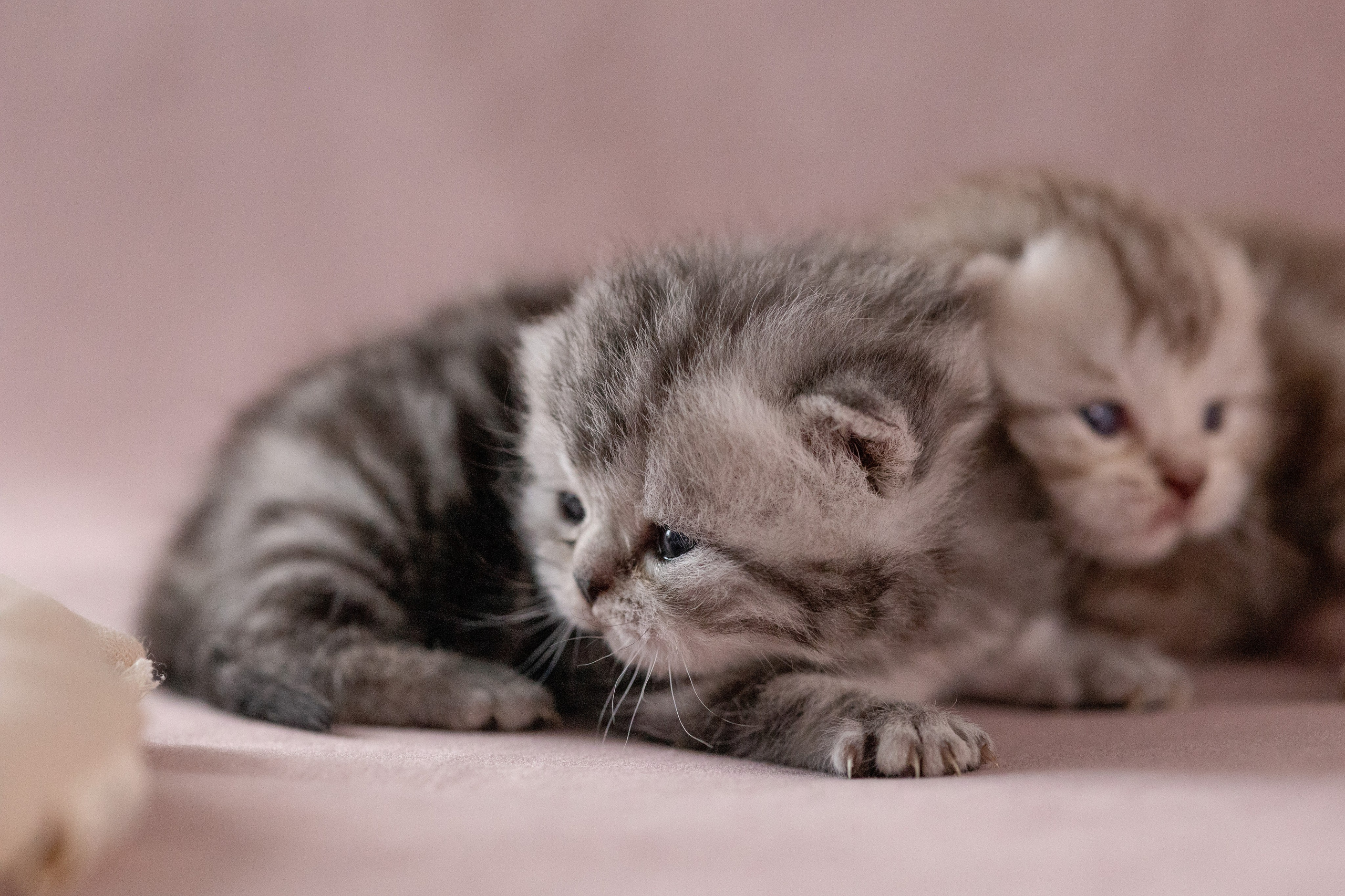 Котята. Фотограф Яна Матвеева в Ижевске