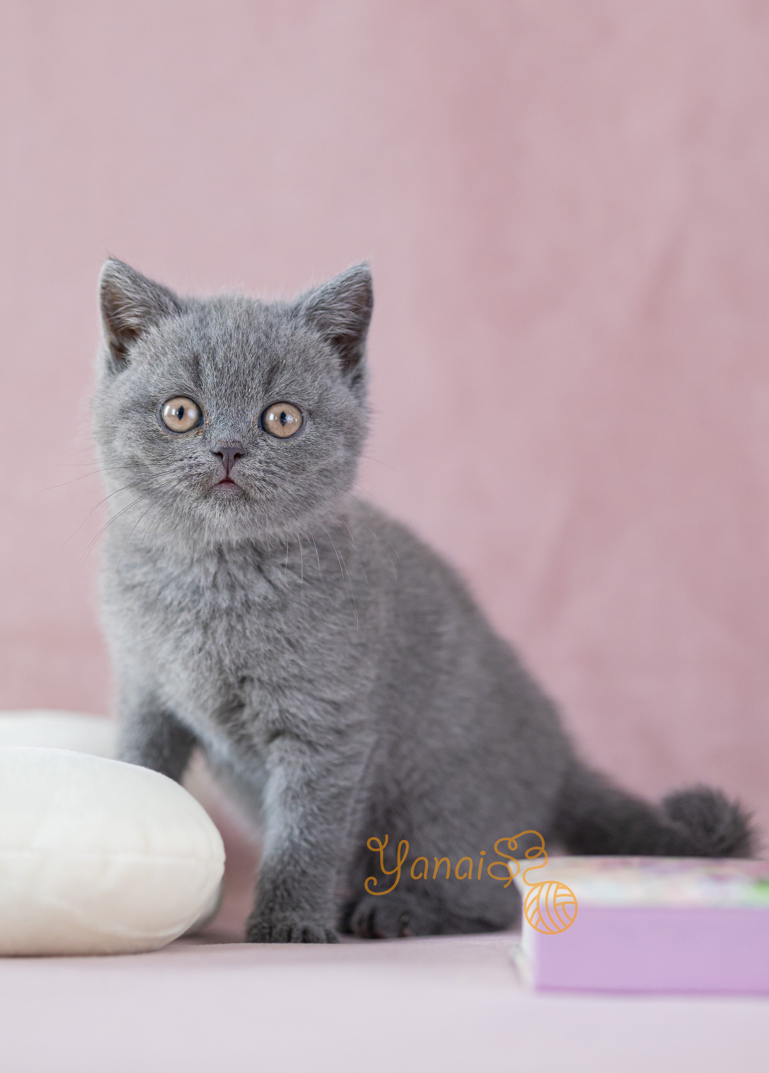 Котята. Фотограф Яна Матвеева в Ижевске