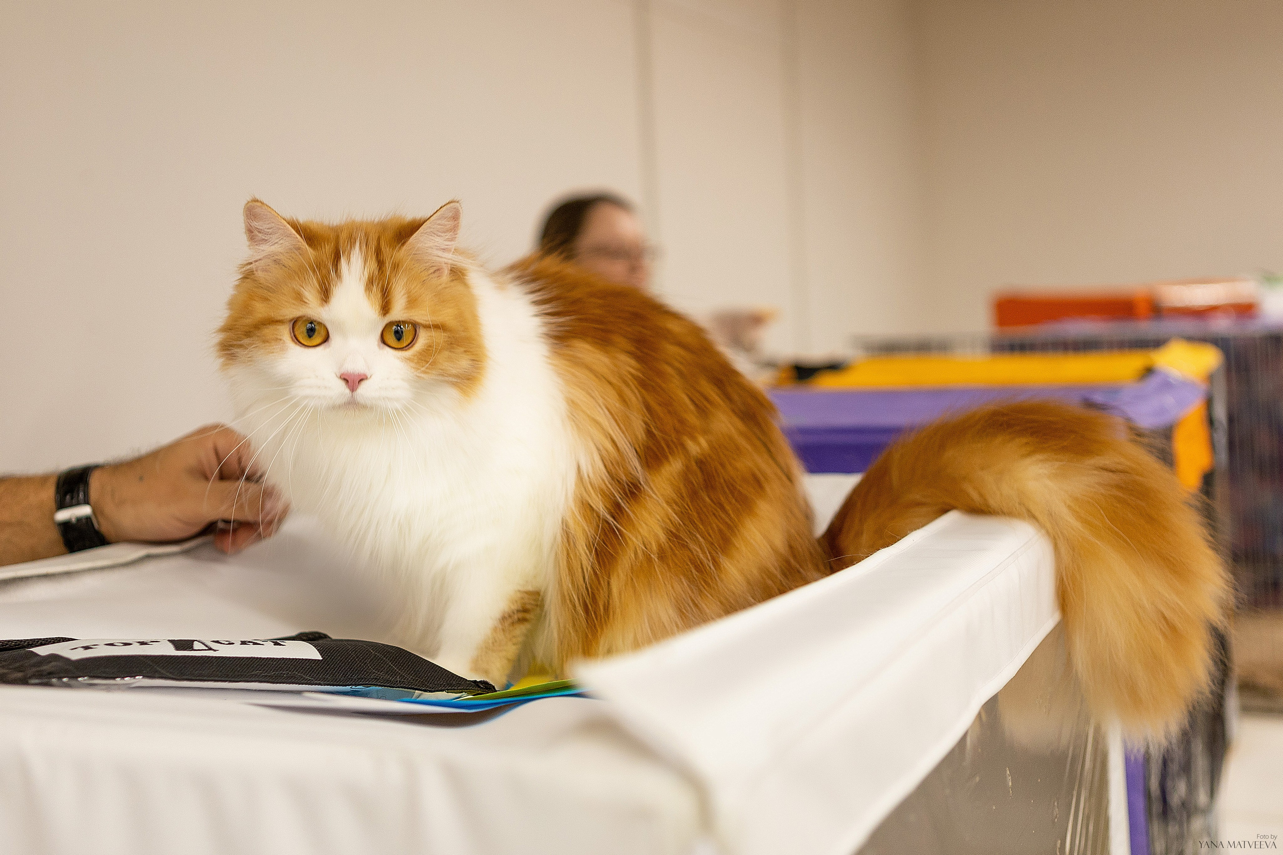 Кошки. Фотограф Яна Матвеева в Ижевске