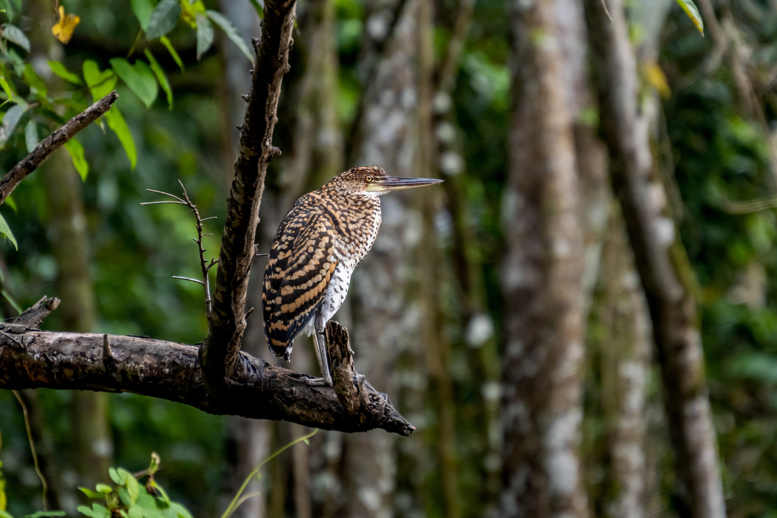 Пейзажный фотограф, Фотографии дикой природы. Foto-Zuev фотография как искусство
