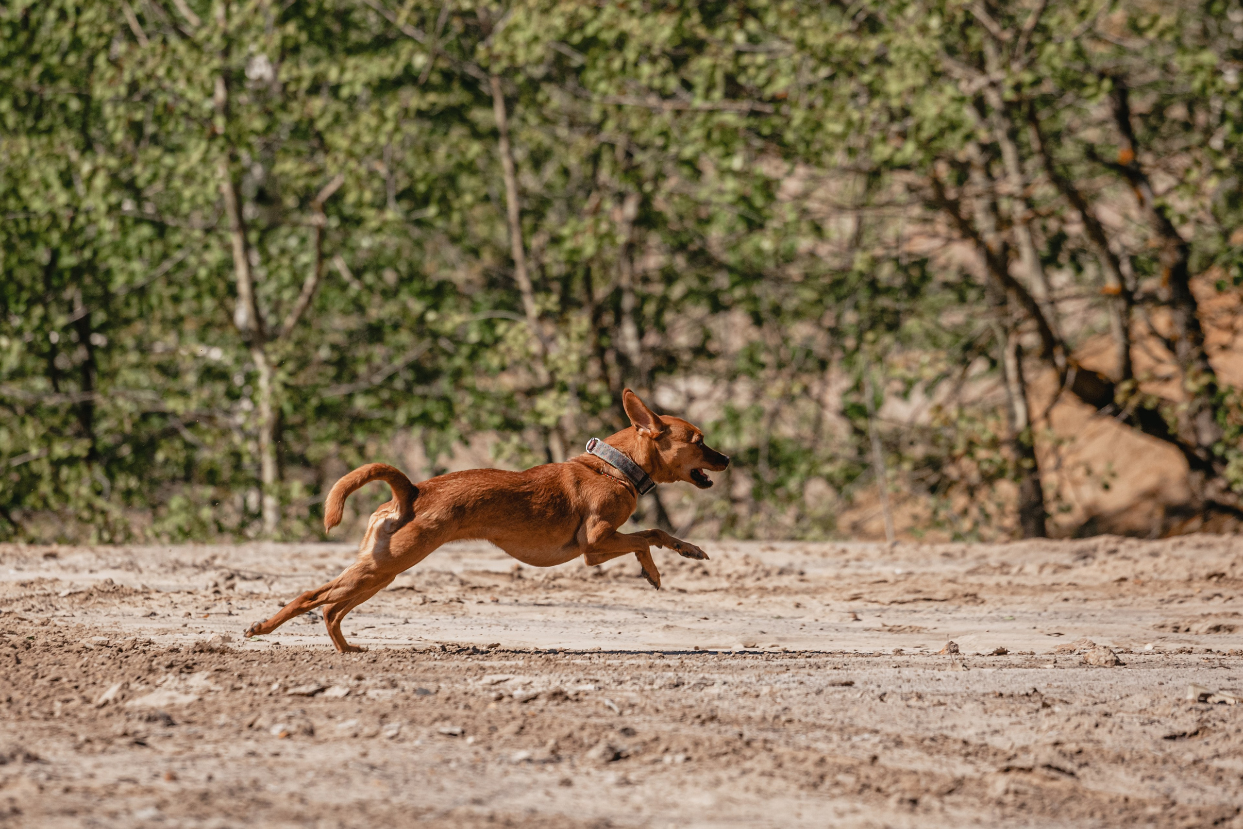 Кондуки. Фотограф-анималист Татьяна Степанова