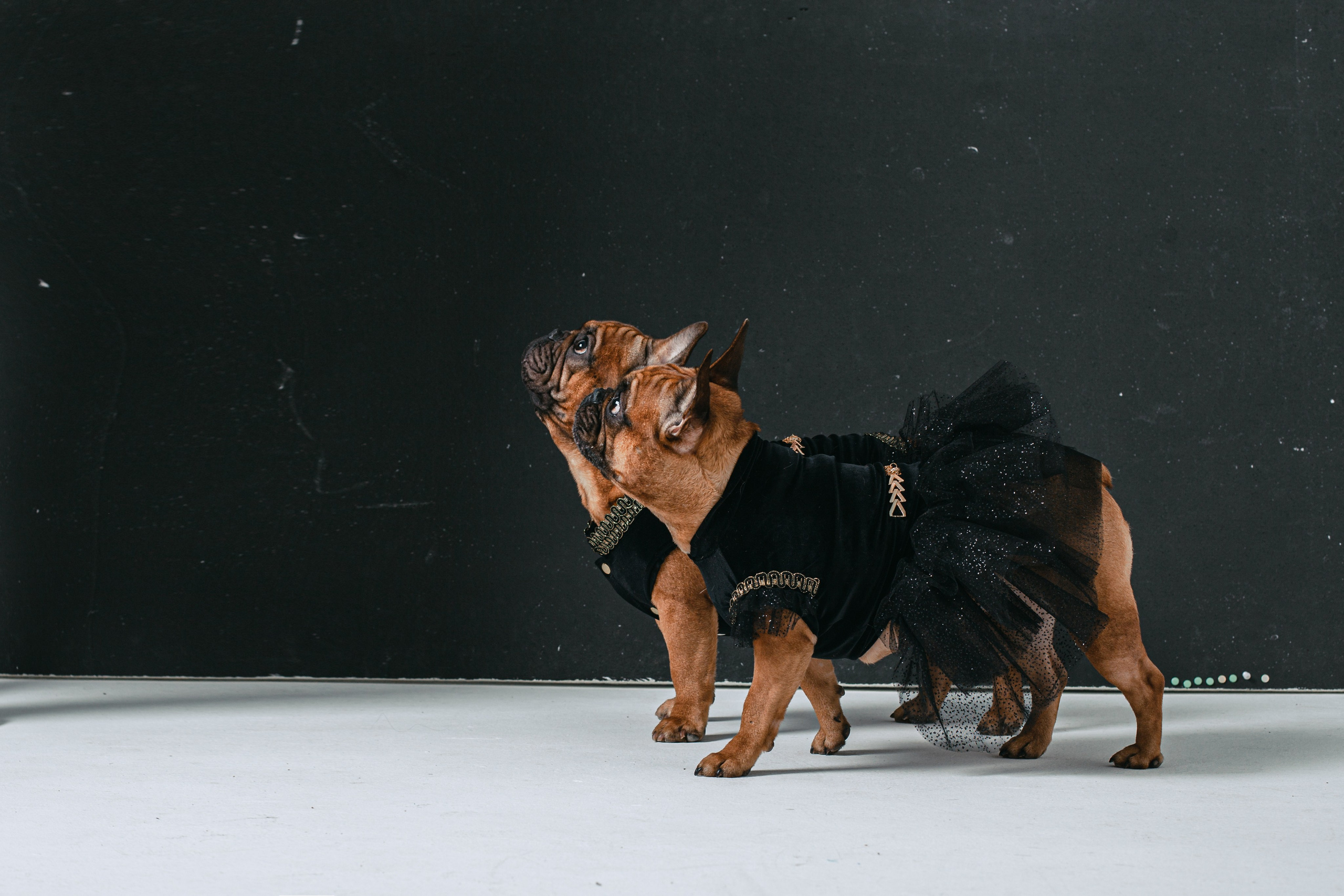 Пижамная вечеринка французских бульдогов и их хозяев. Фотограф-анималист Татьяна Степанова