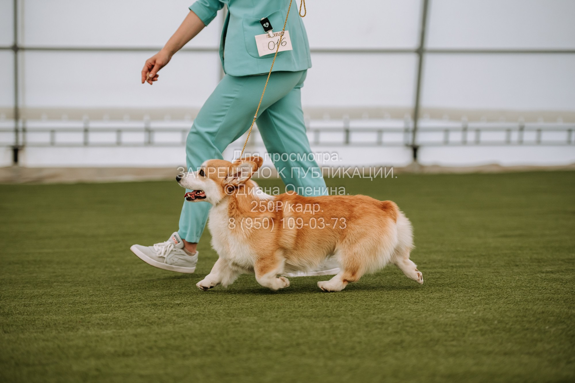Выставка собак Красноярск 2.06. Фотограф Диана Оленина Красноярск / Братск