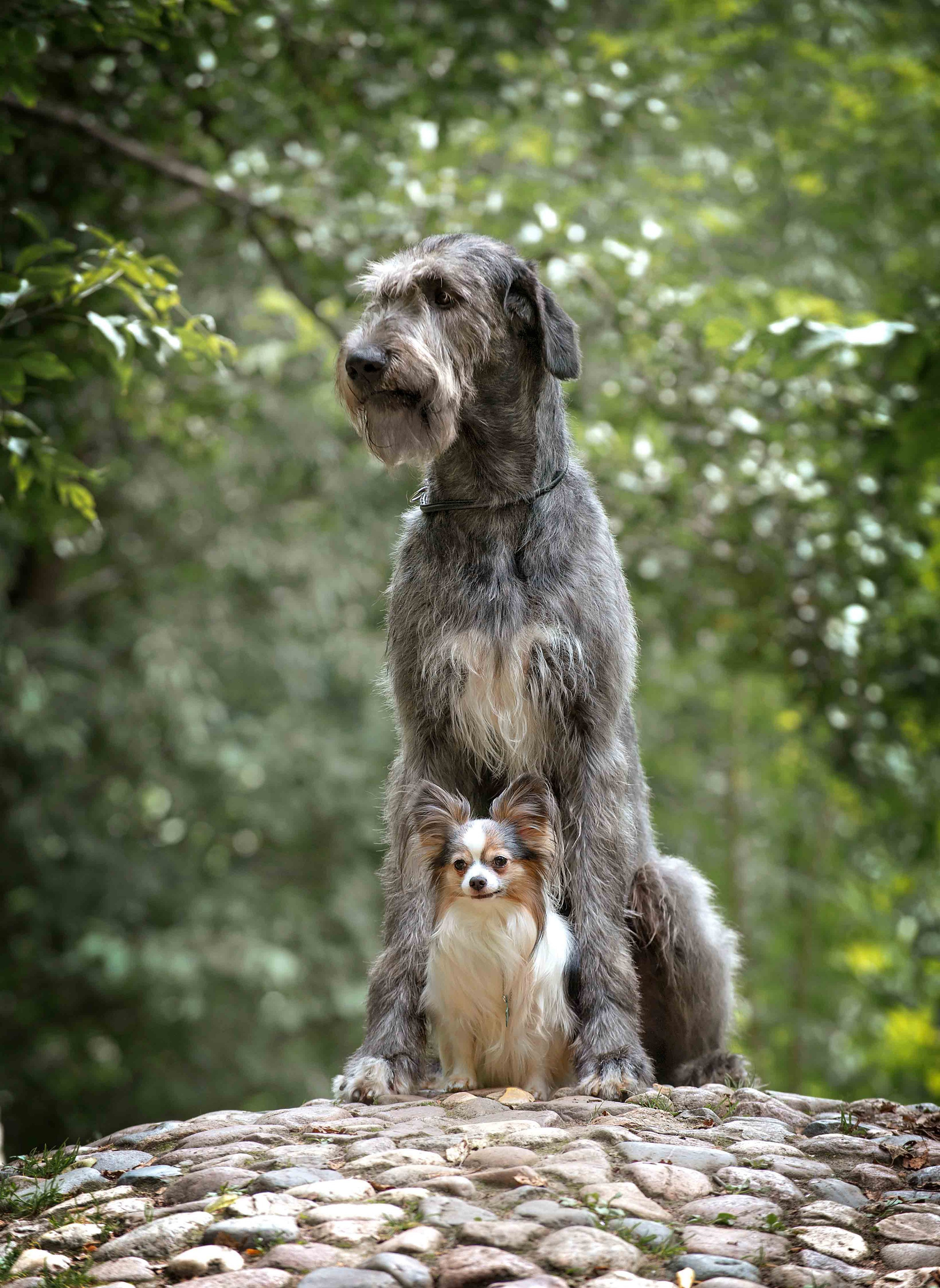 Собаки. Портретная и свадебная фотосъемка. Москва и область