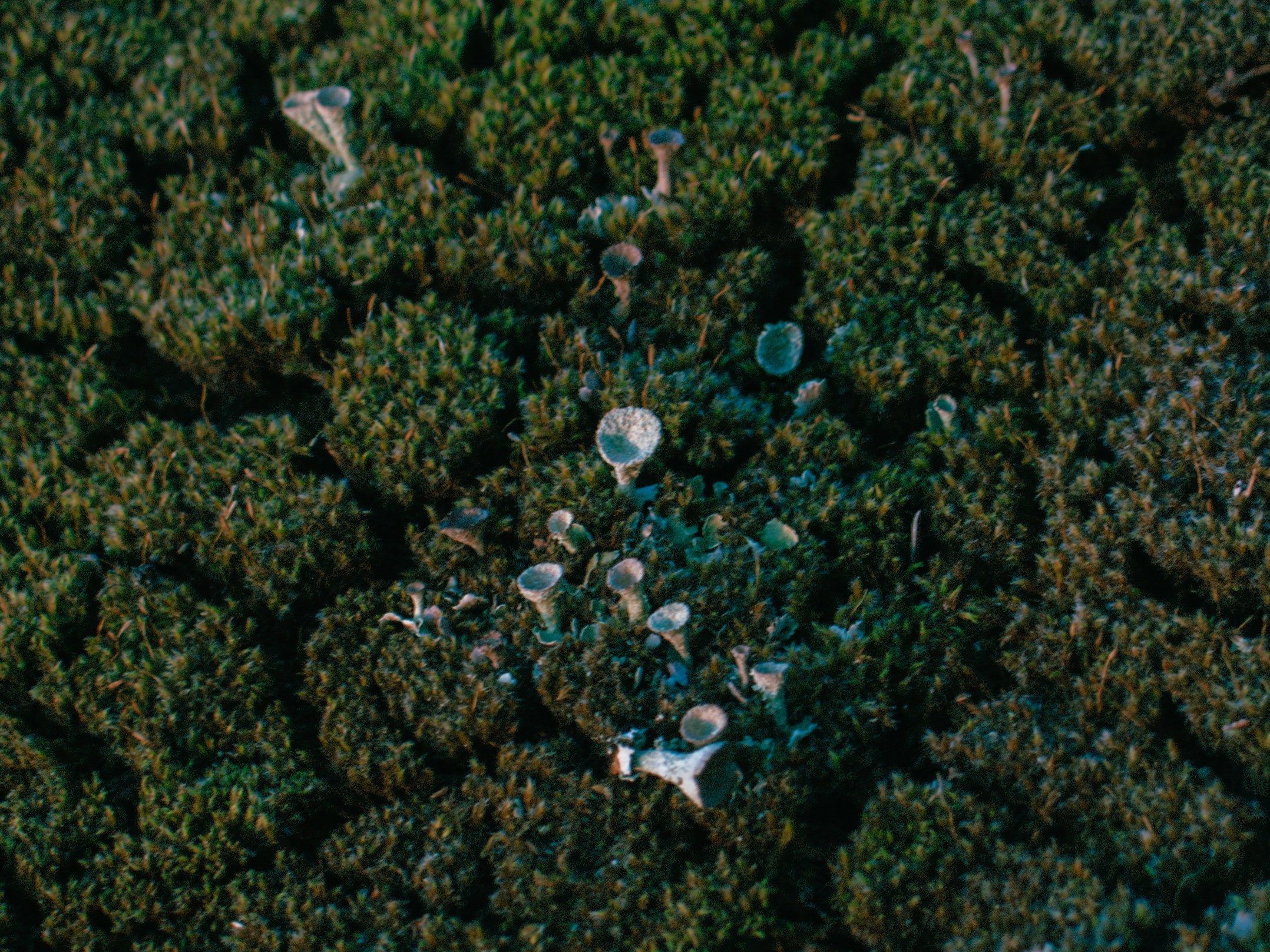 Ладожские шхеры | 2025