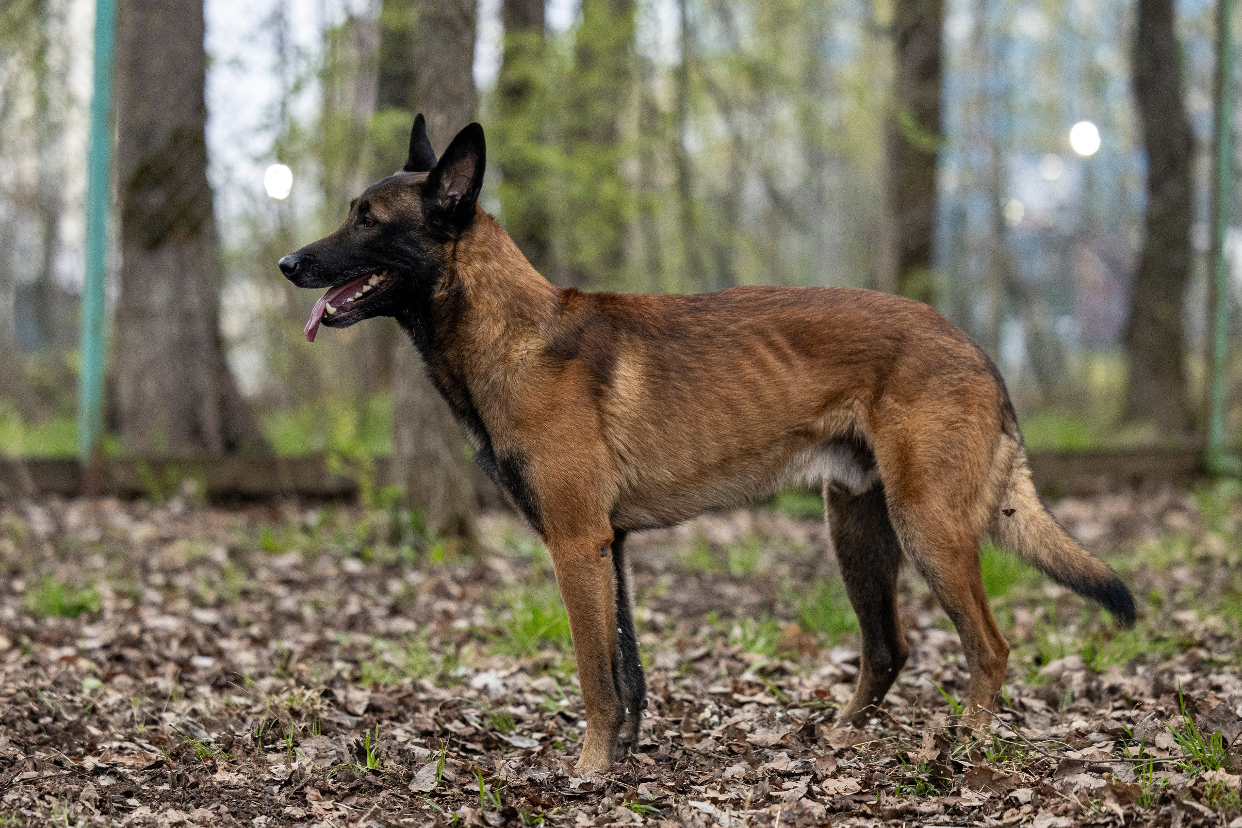 Квалификационные состязания по мондьорингу г. Вологда 11.05.24. Фотограф-анималист Анна Маринич