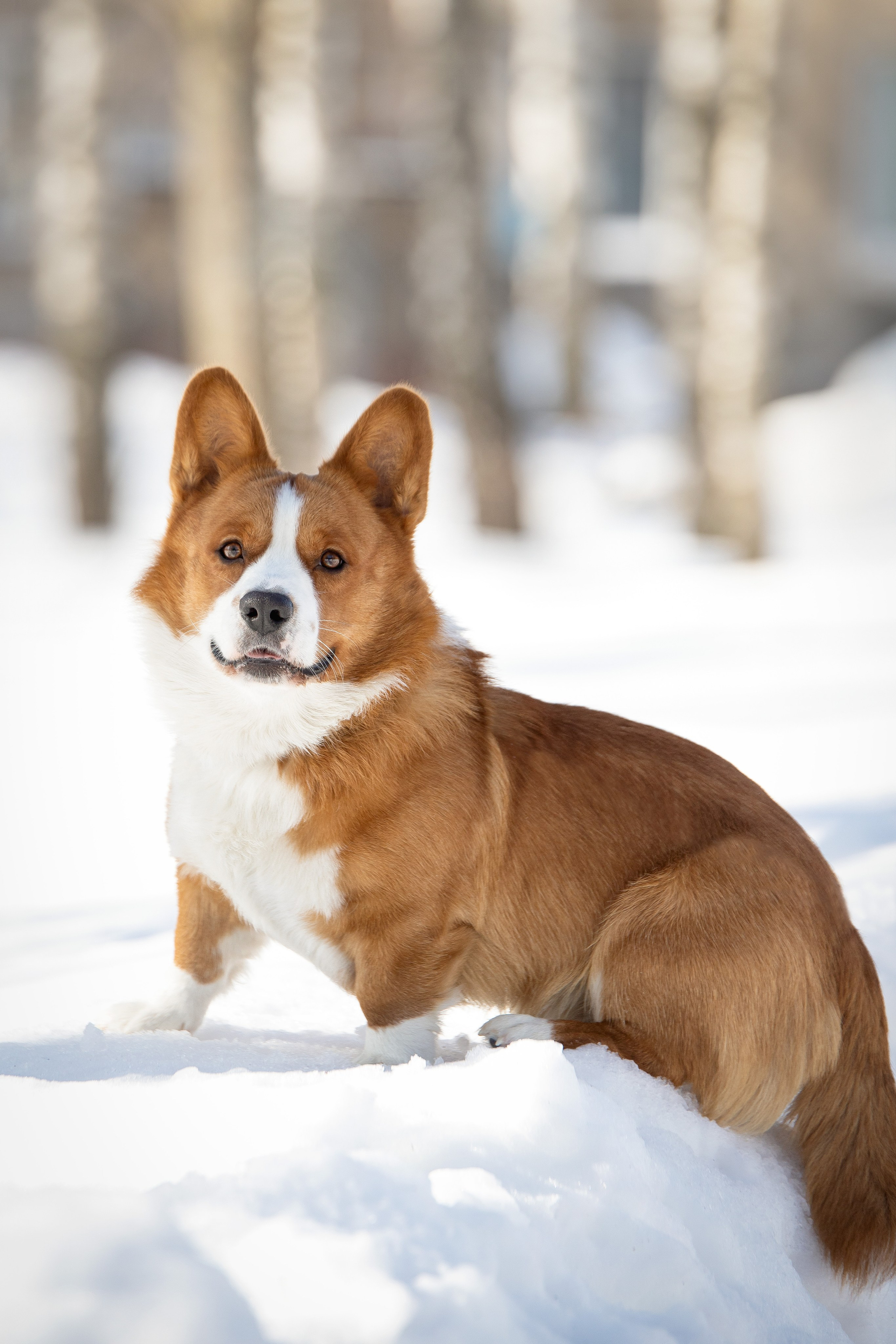 Лакки. Юлия Микульская. Рыбинск