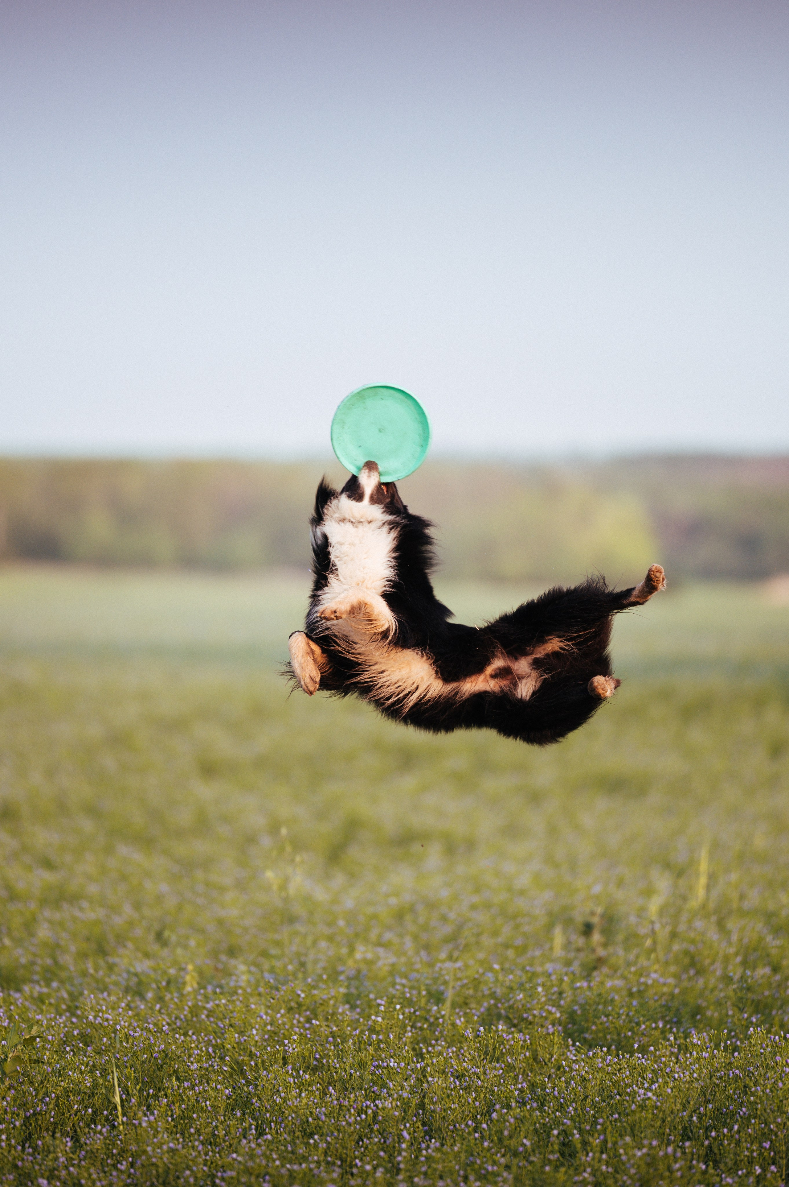 Прогулка на рассвете с бордер-колли. Фотограф в Ростове —на — Дону