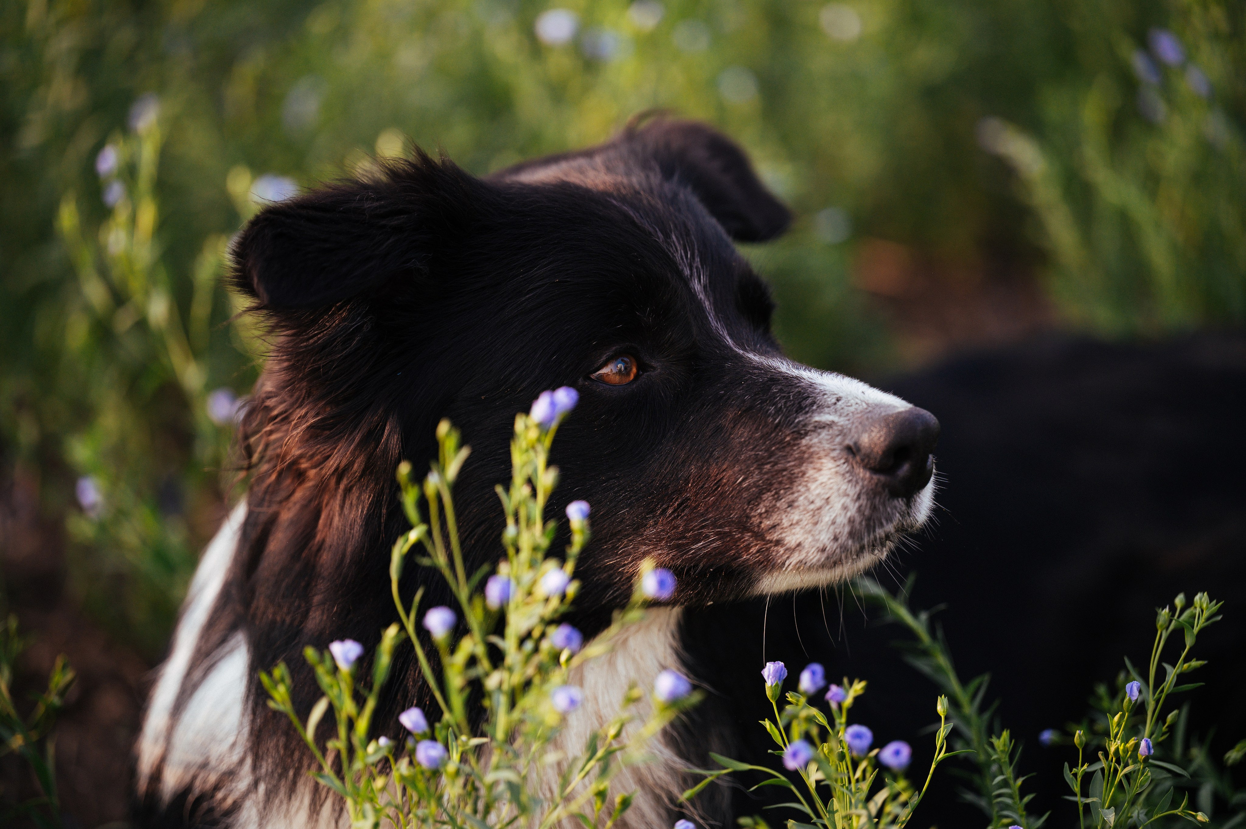 Прогулка на рассвете с бордер-колли. Фотограф в Ростове —на — Дону