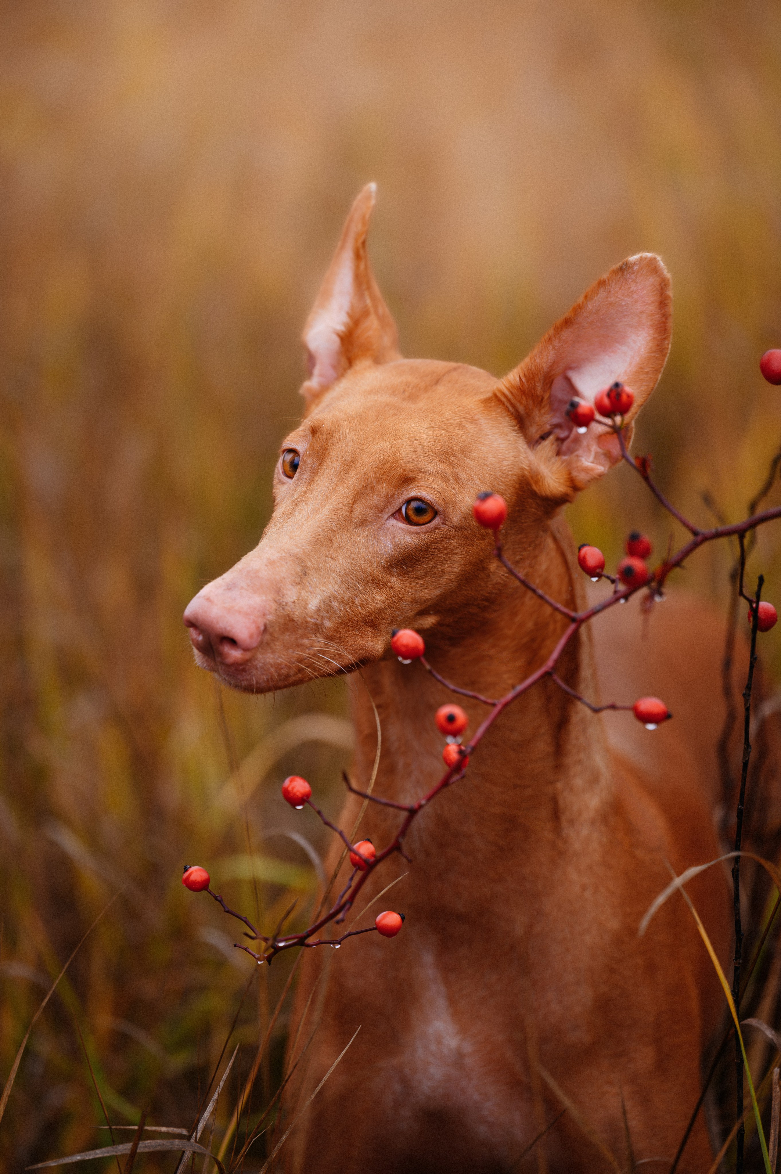 Фотограф в Ростове —на — Дону