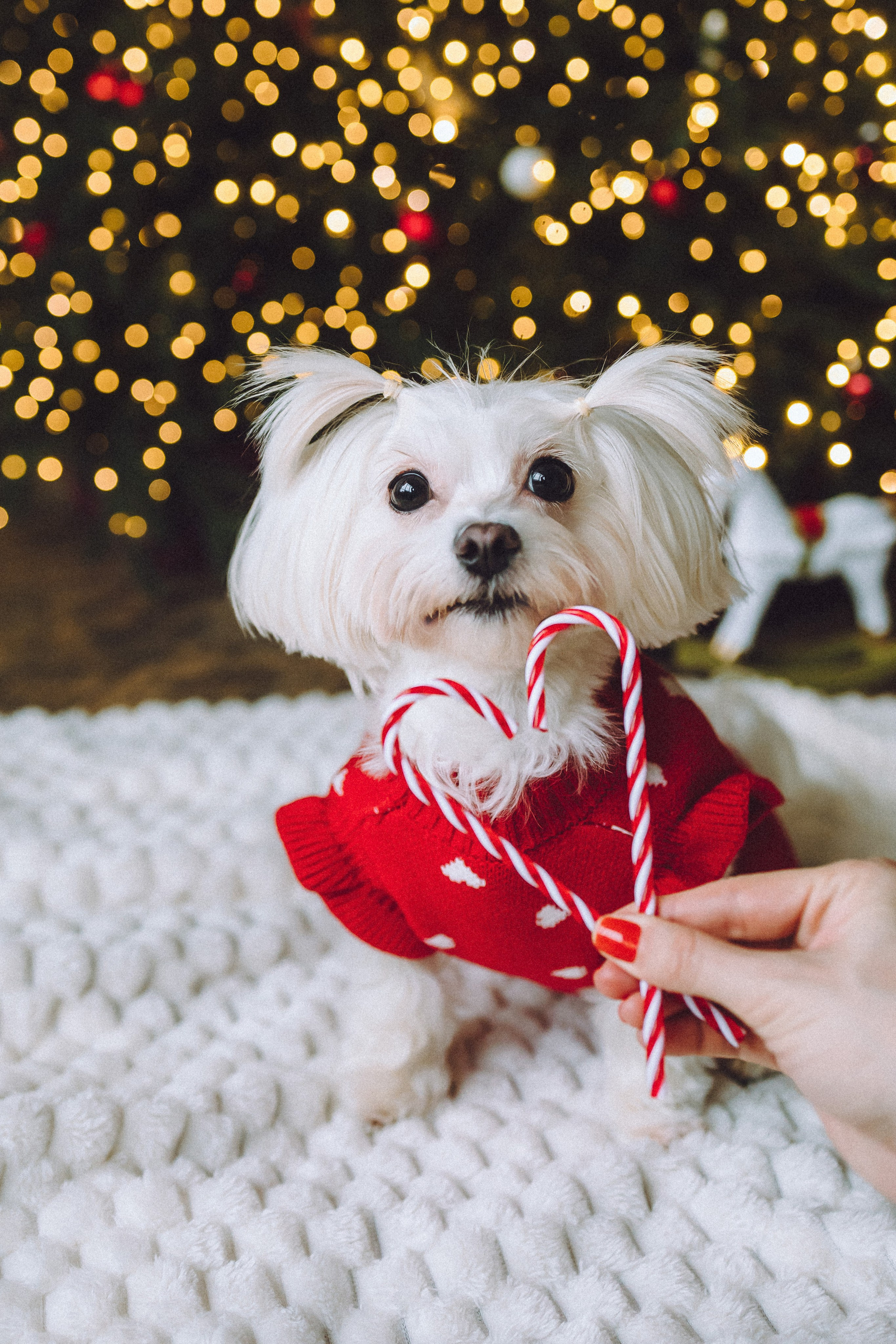 Констанция и Молли