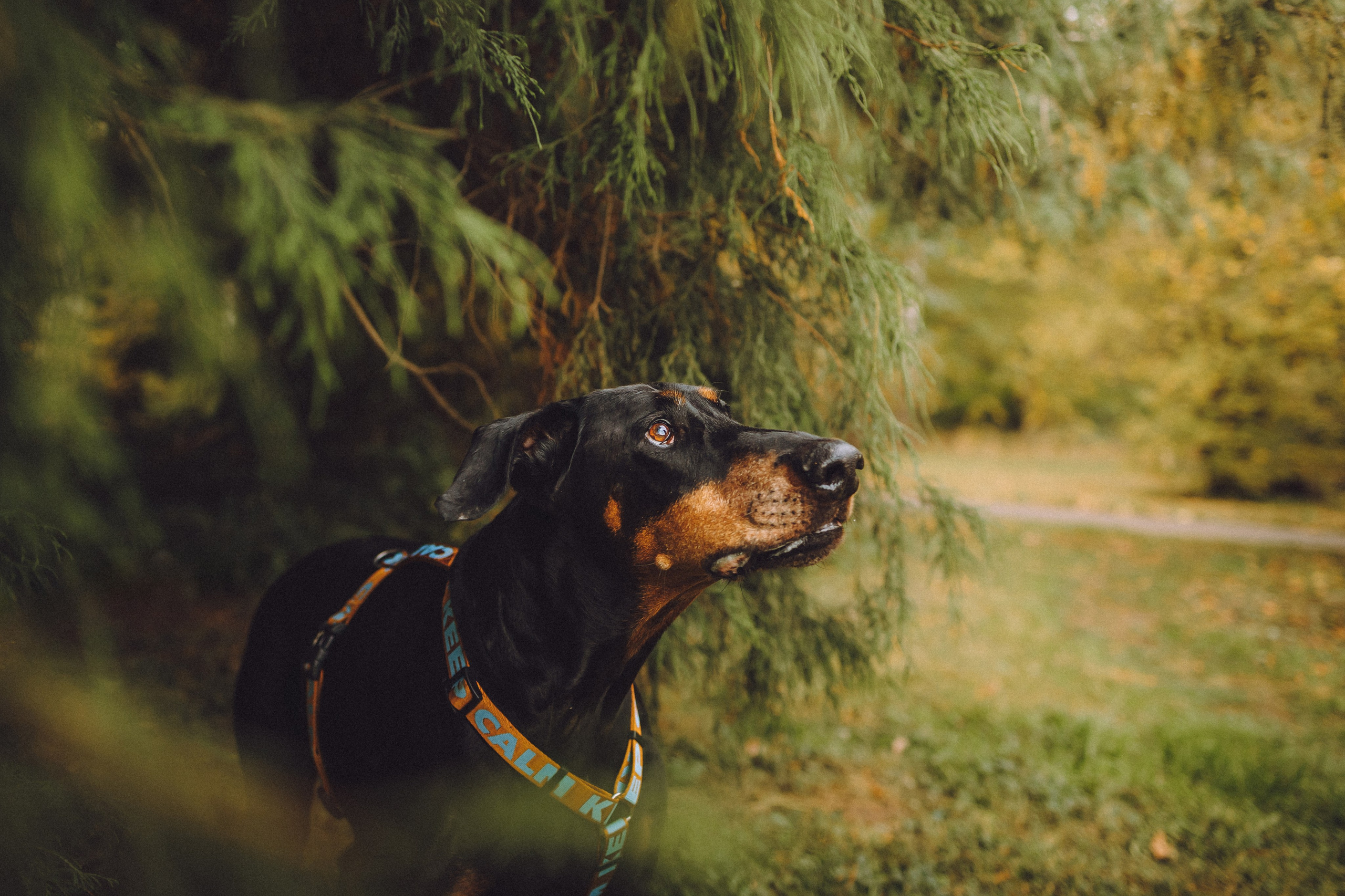 Катя, Кирилл, Кас, Багет и Батон