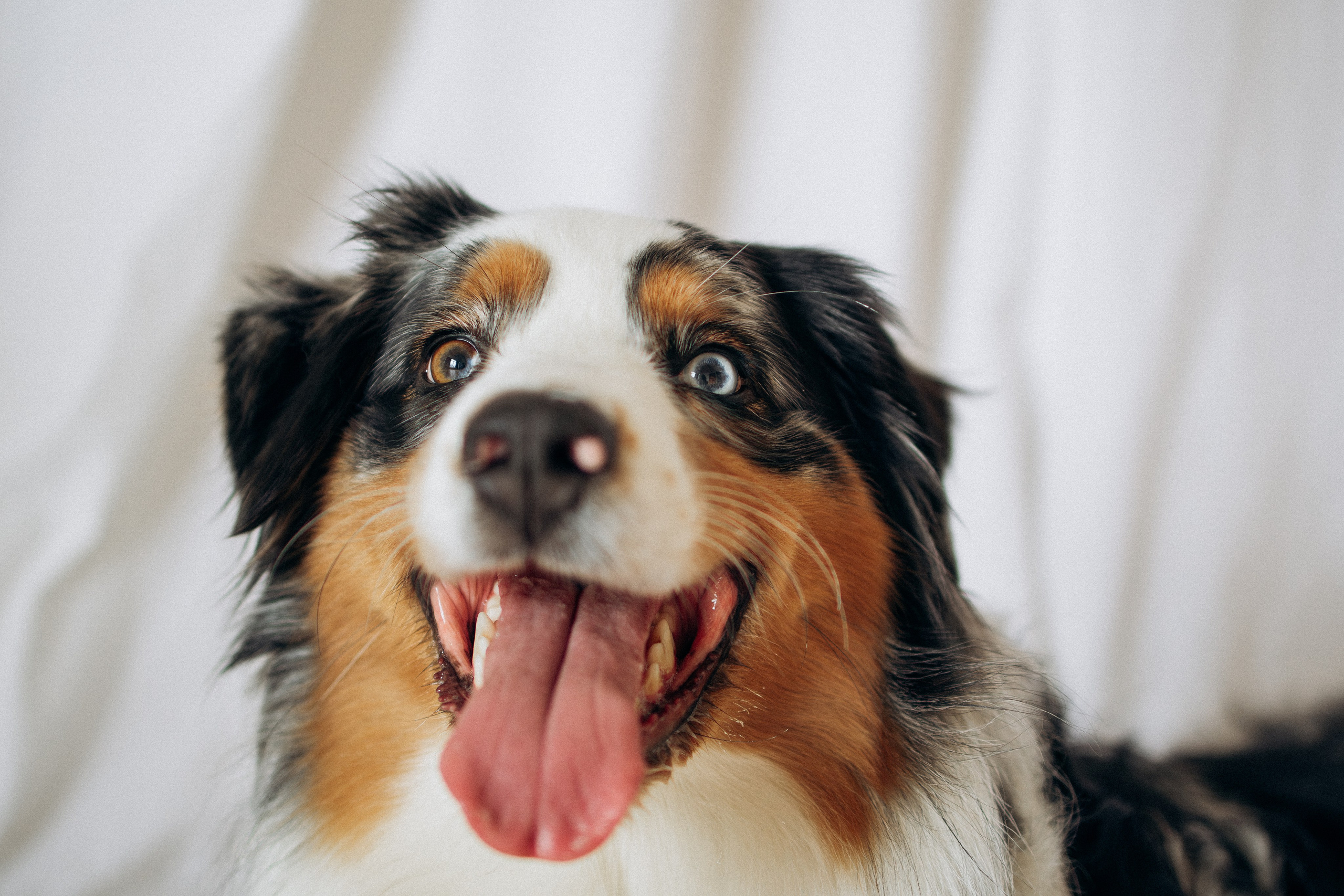 Orozyme&Emmiepet. Фотораф — анималист Мария Шистка