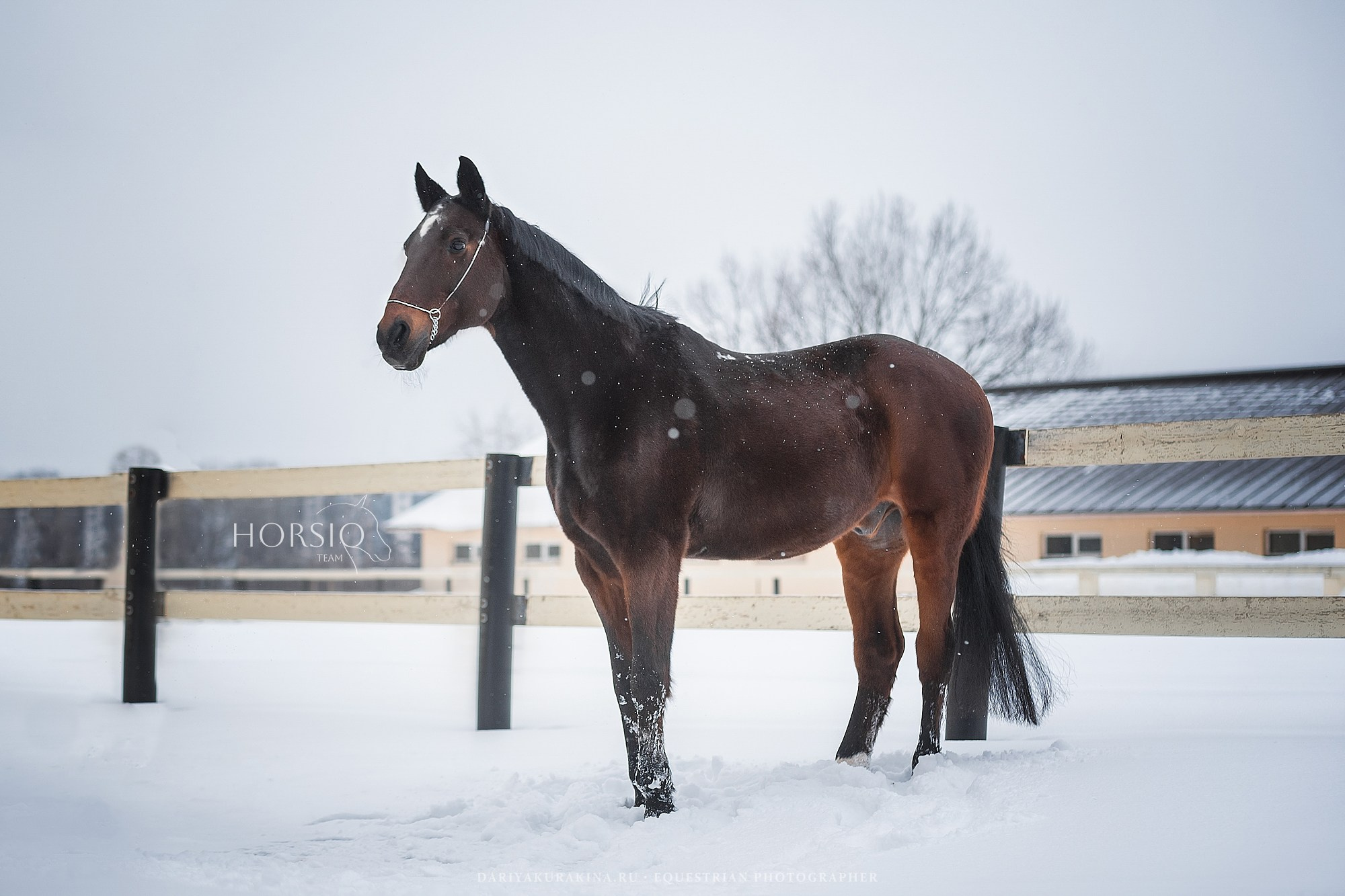 Димонс, HORSIO. Конный фотограф Куракина Дарья • Фотосессии с лошадьми
