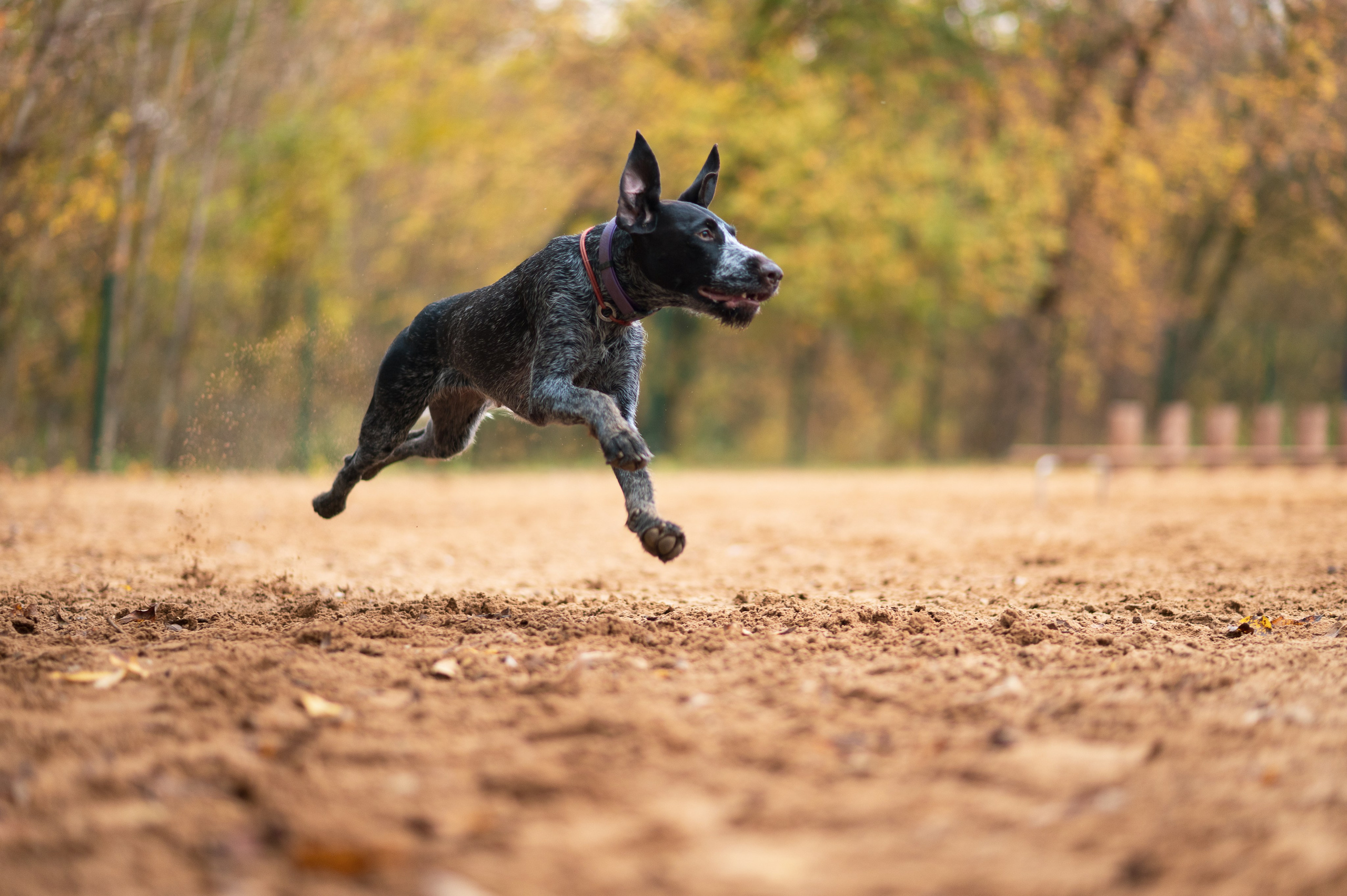 Питомцы. Портретный фотограф в Москве Полина Старцева