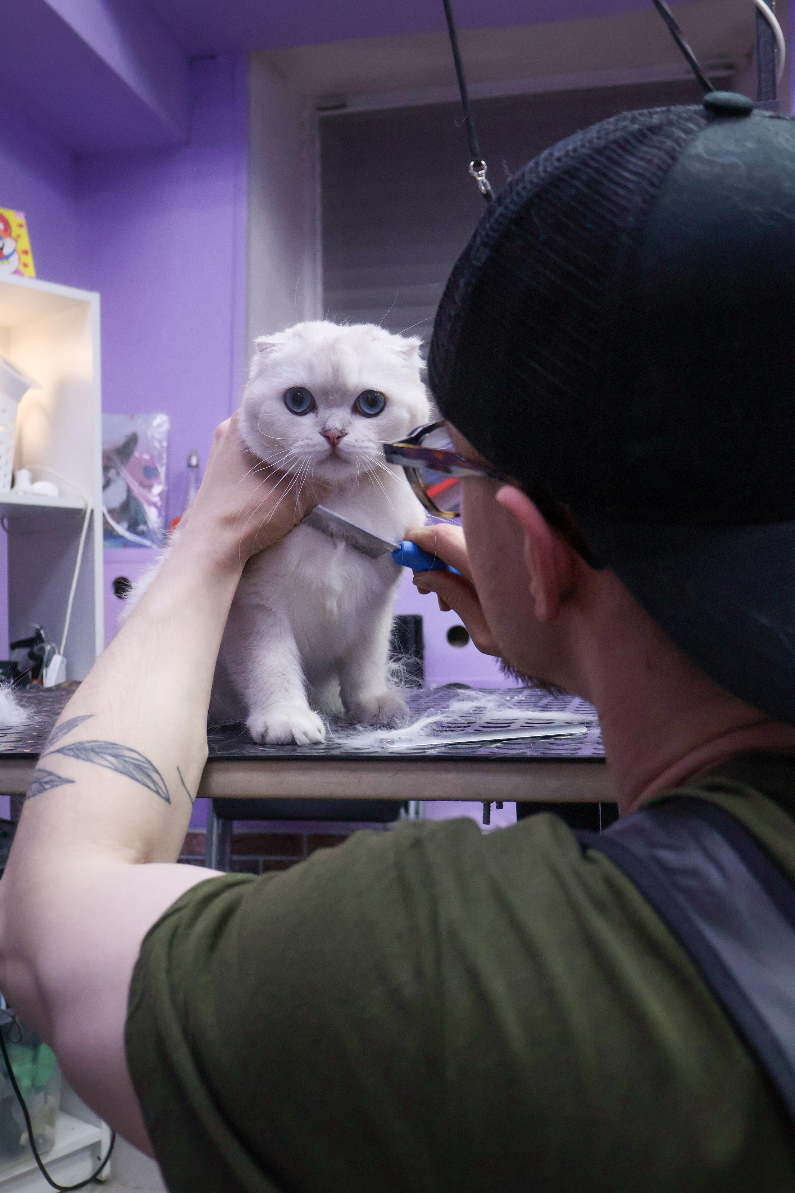 Усы, лапы, хвост. Фотограф ChelFedor