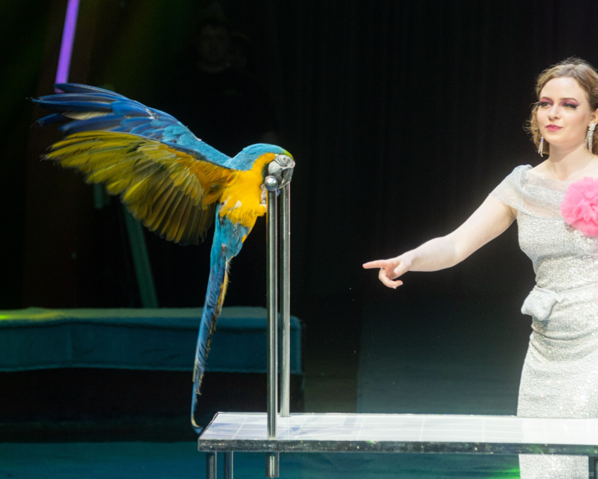 Гала-представление ЭВОЛЮЦИОНЕРЫ. Репортажный фотограф в Казани Павел Серпокрылов