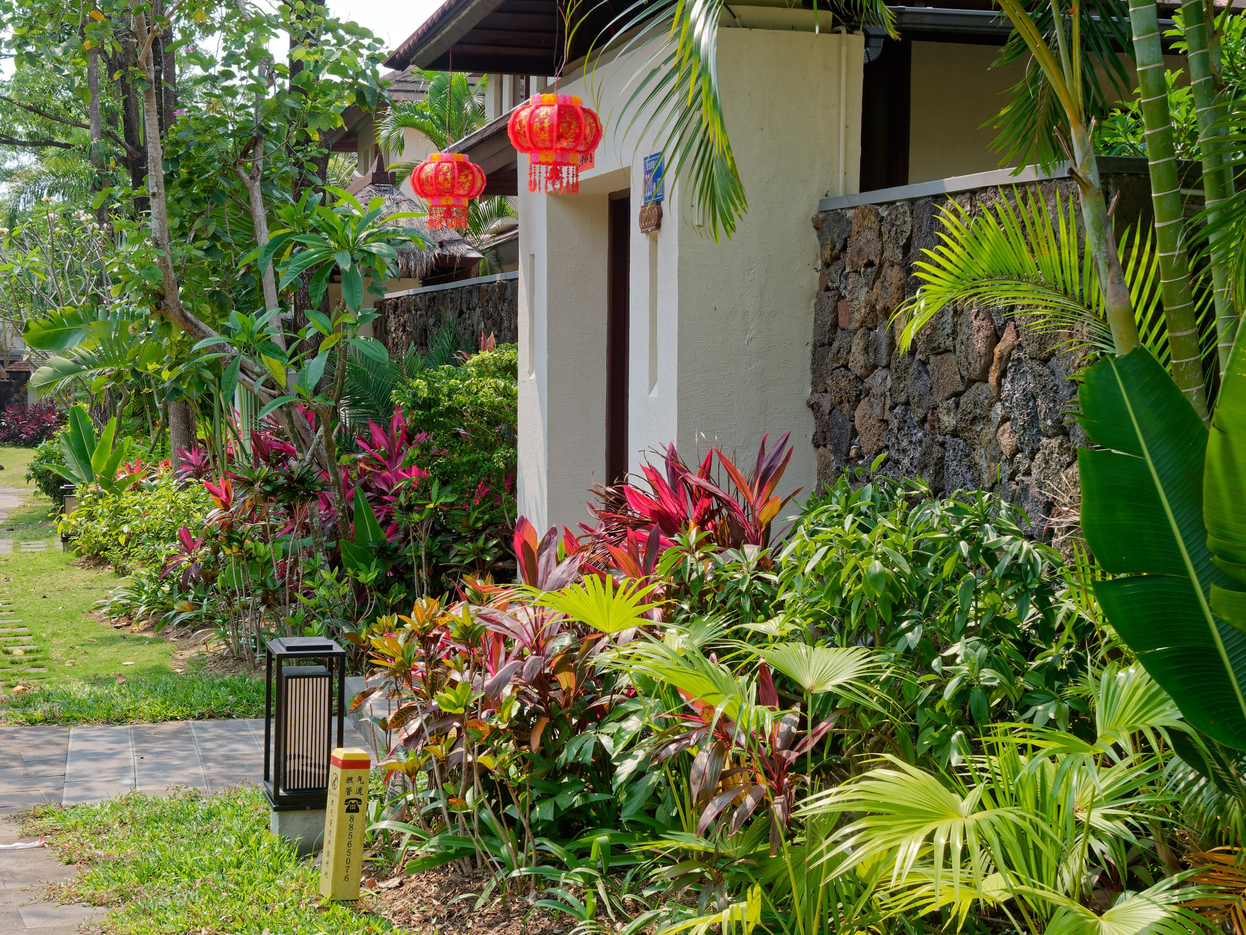 Хайнань 2026, флора, цветы и деревья. Фотопрогулки по Миру