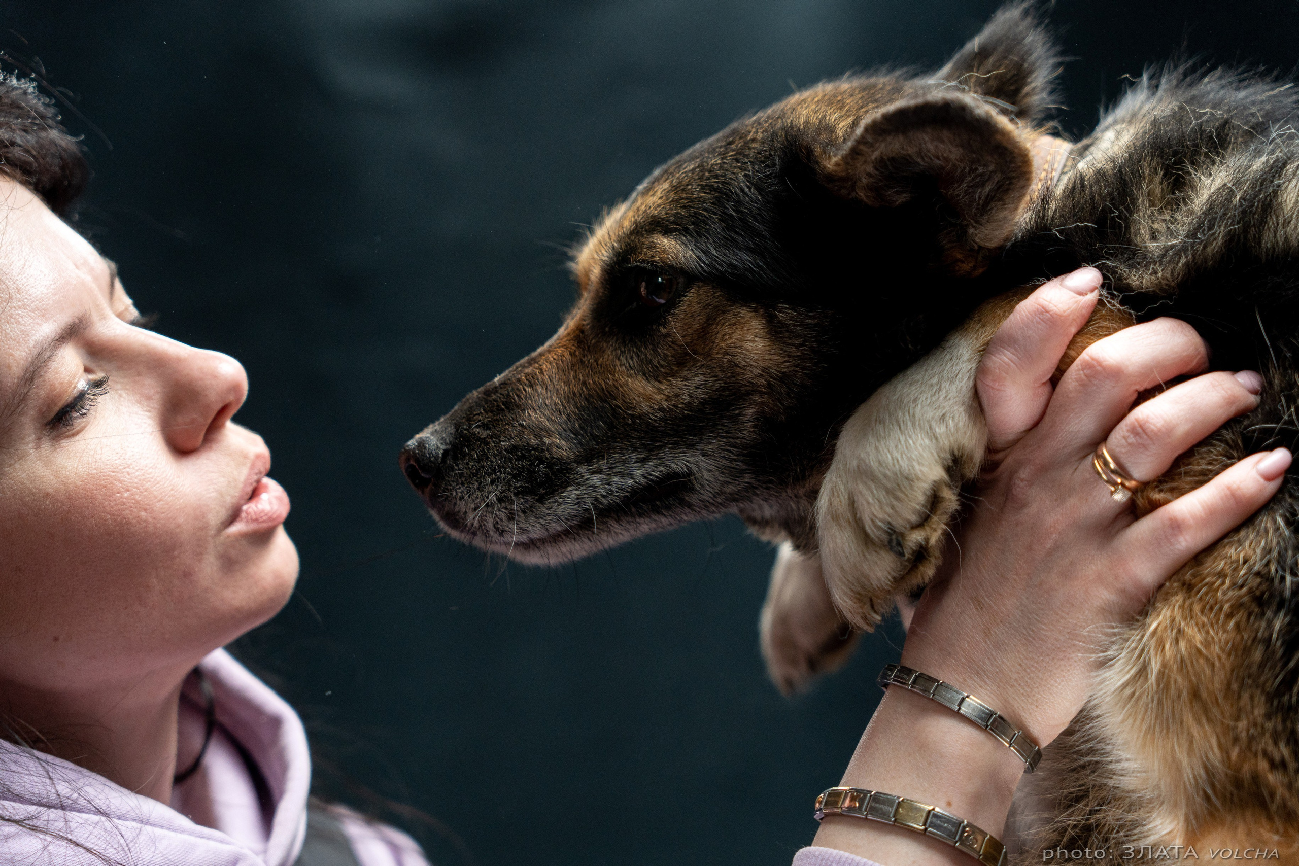 Собаки в студии. Фото, видео, монтаж
