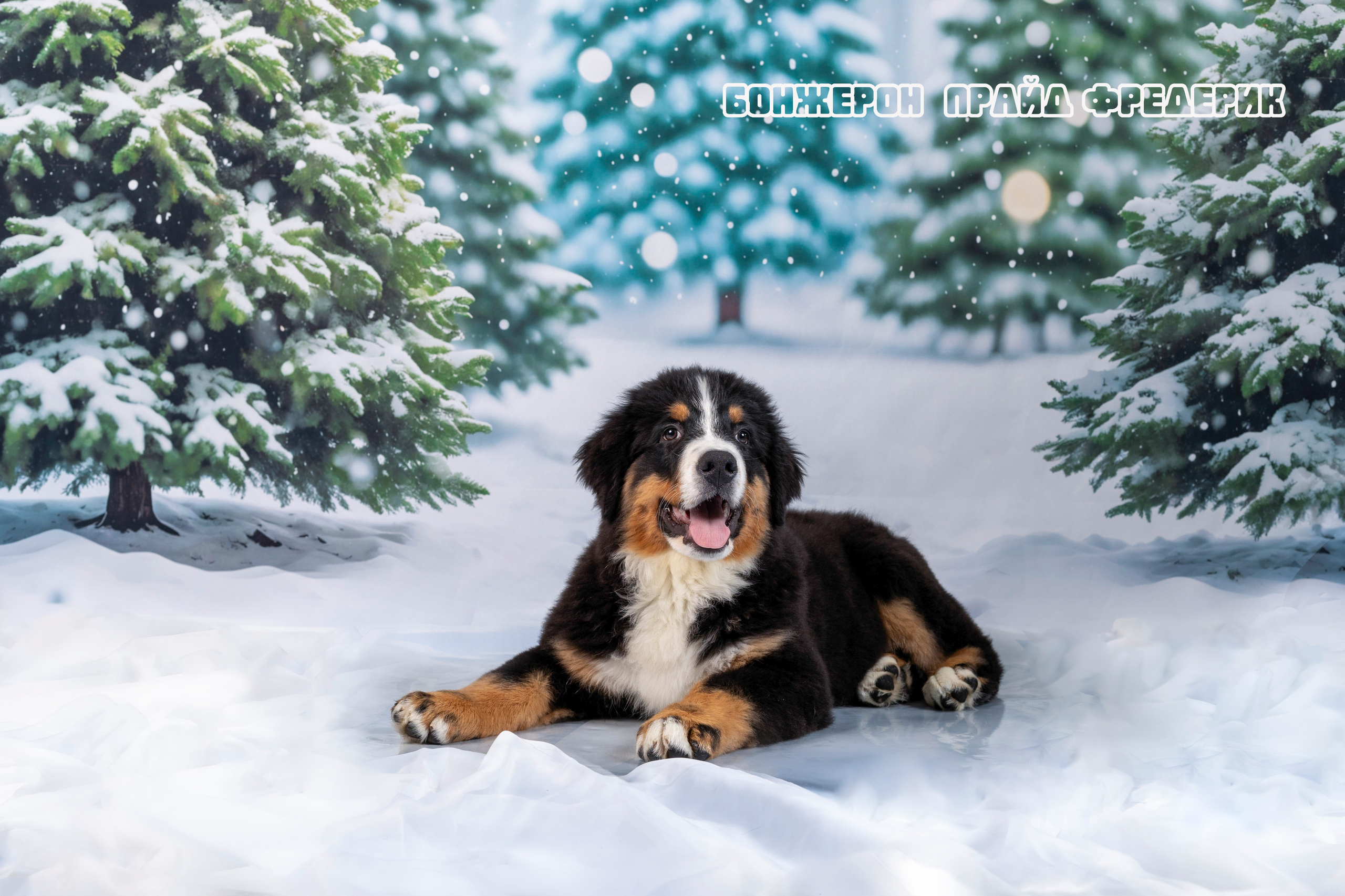 Бонжерон прайд. Фотограф 📸 семейный, предметный, репортажный