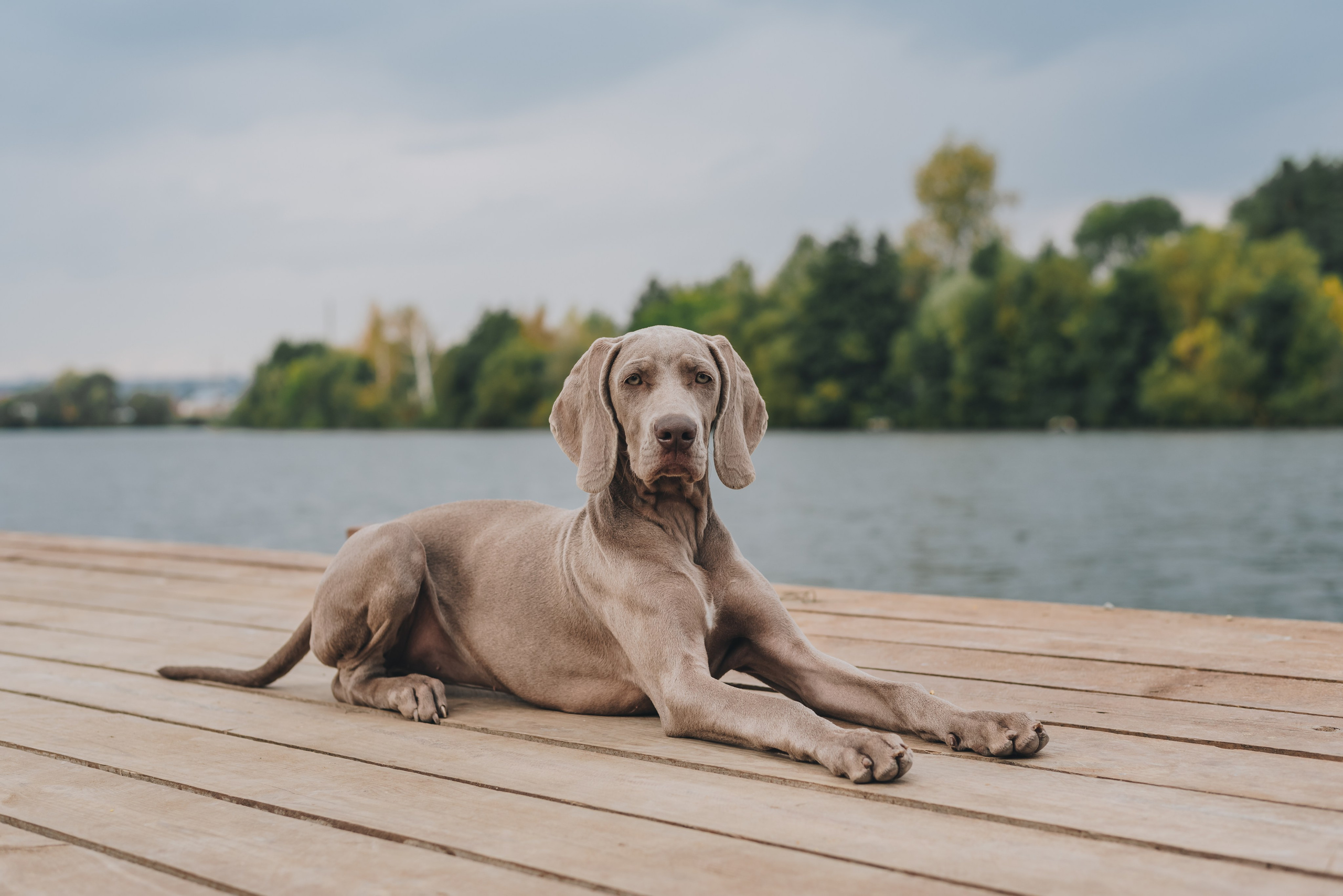 Weimaraner. Natalia Finch Photography — Family, Kids & Pet Photographer in Chicago, IL