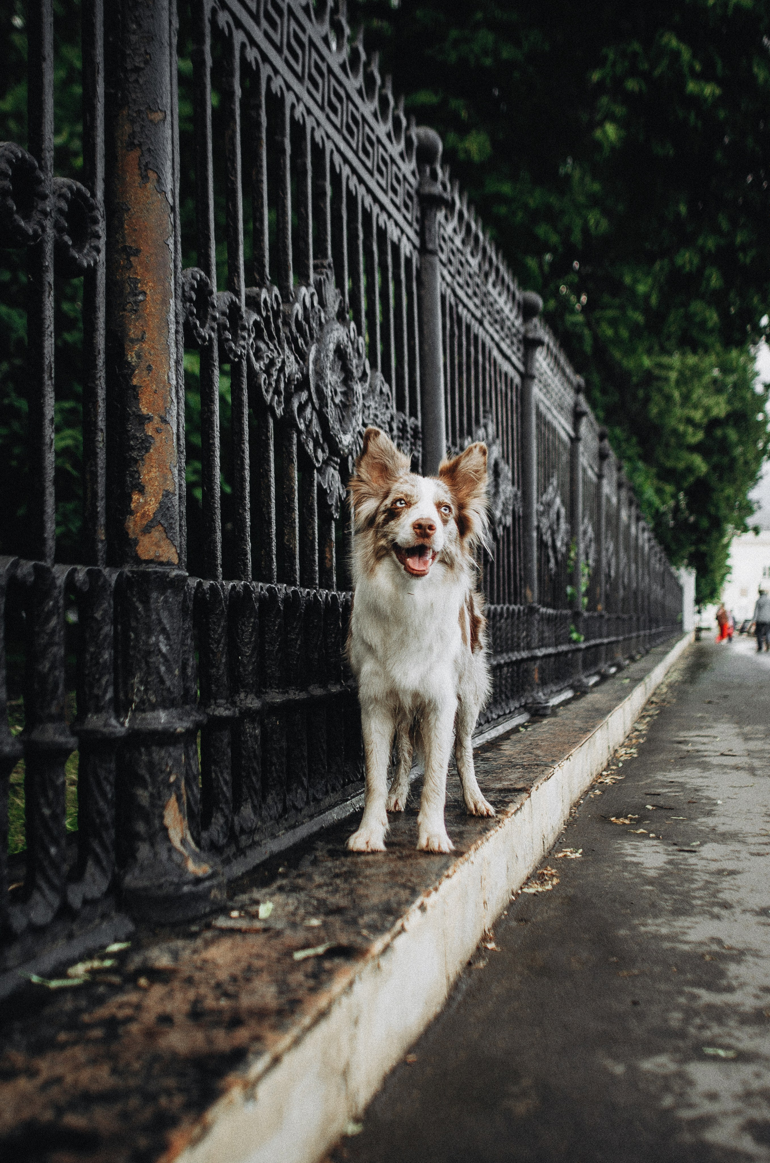 Алина и Бруна. Фотограф-анималист Богданова Полина