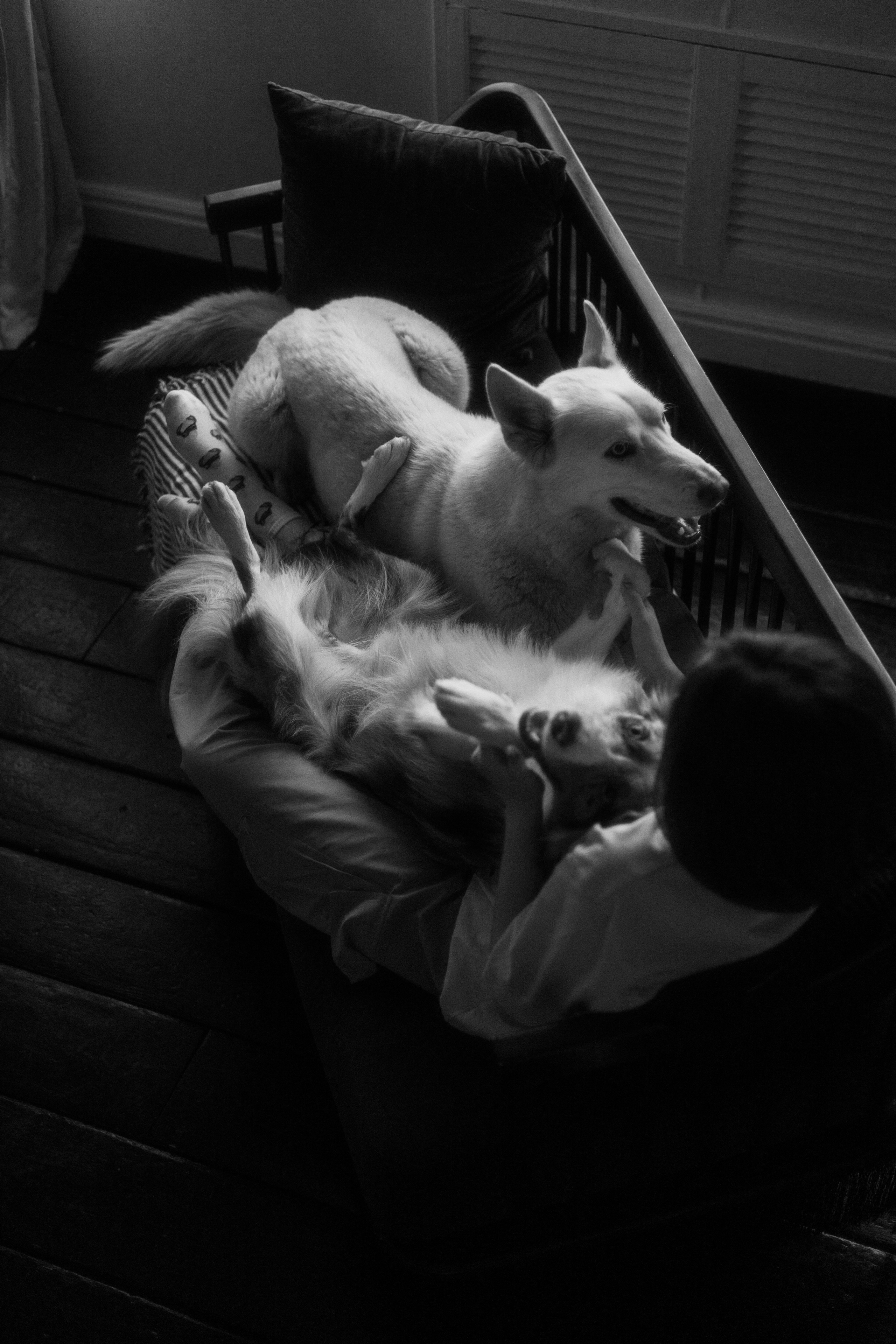 Аня, Дэймон и Грэй. Фотограф-анималист Богданова Полина