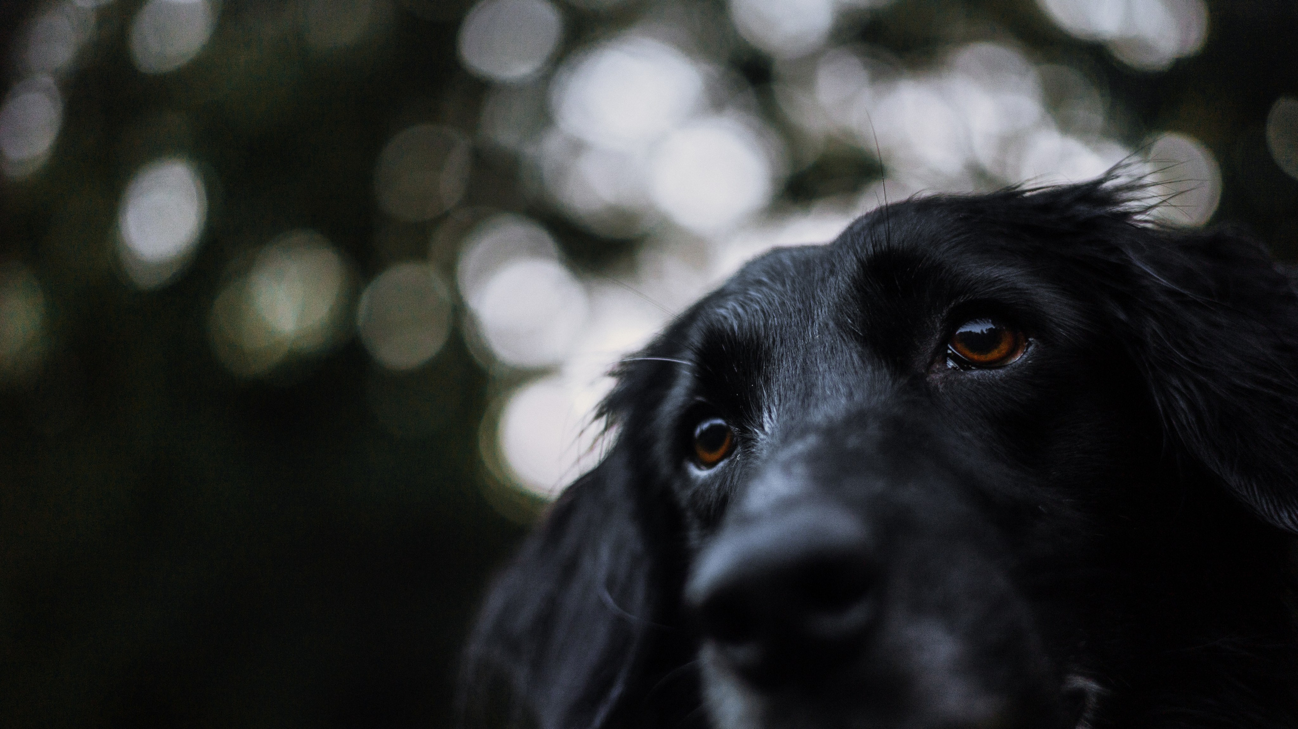Лиза и Коди. Фотограф-анималист Богданова Полина