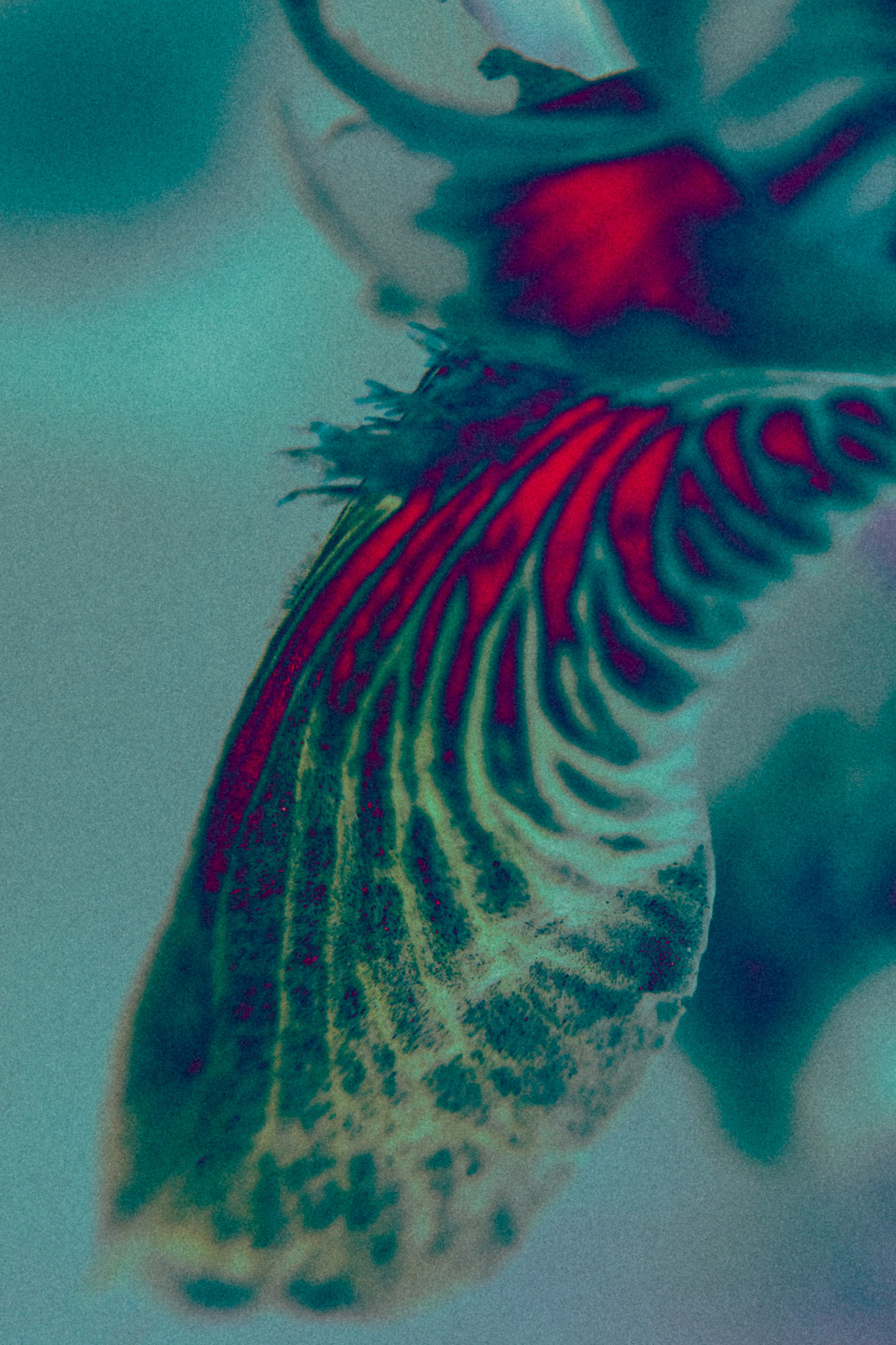 Хокку цветок 