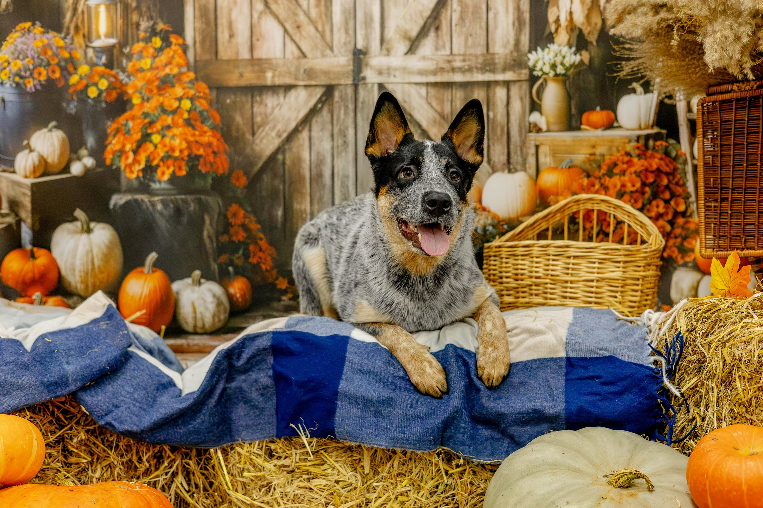 Австралийский Хилер Нокс. Https://moshkovaphoto.ru/