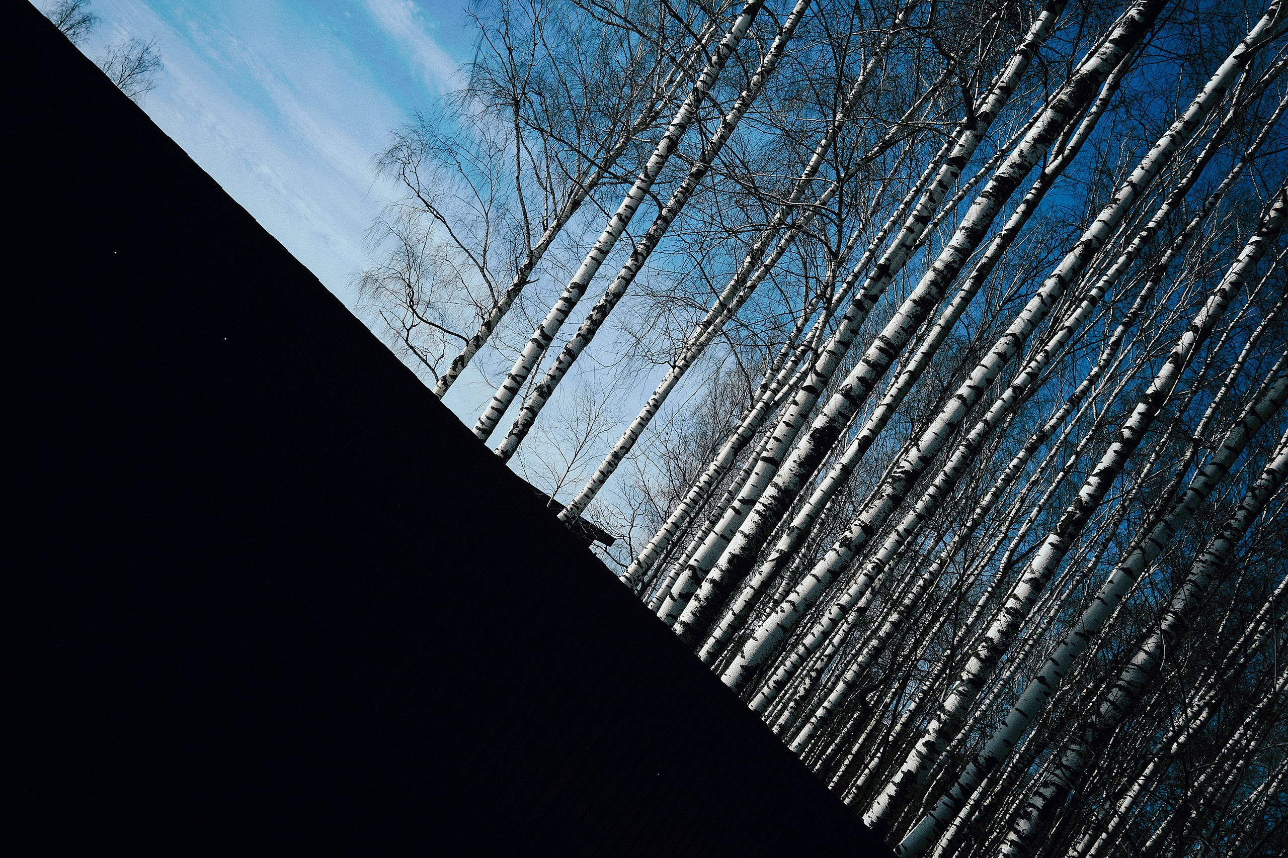 Формы Дерева 22г -…. Фотограф и оператор мероприятий, концертов и портретов в городе Москва