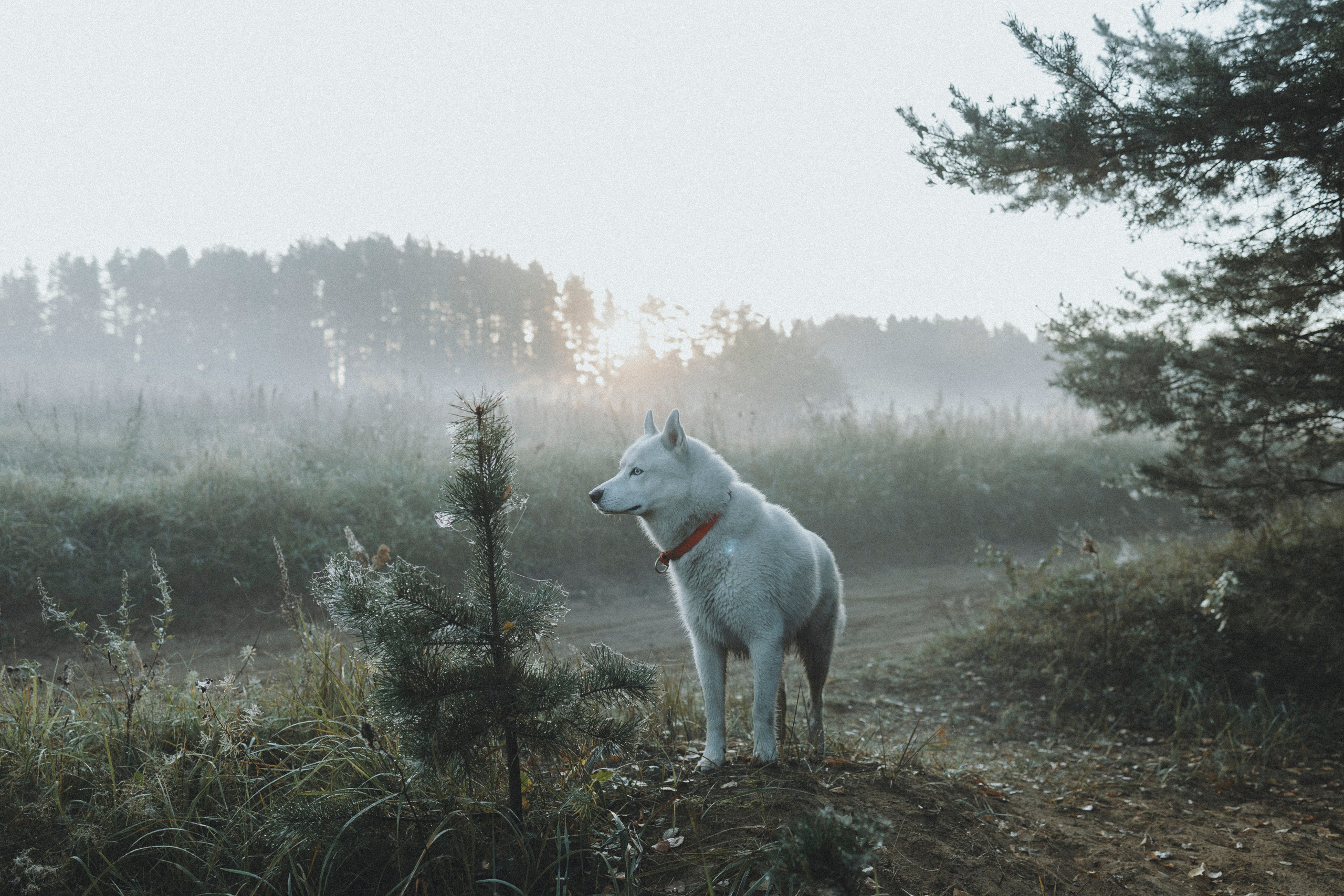 Света и Ричик. Фотограф-анималист Анна Маринич