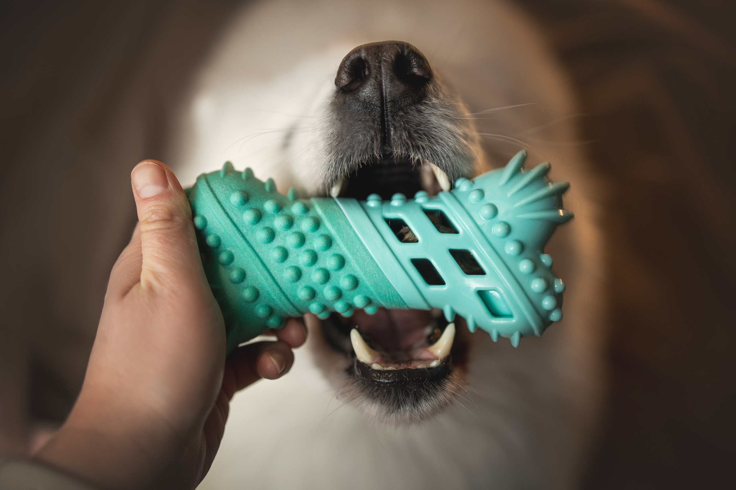 Для брендов. Фотограф анималист в Москве Майорова Евгения