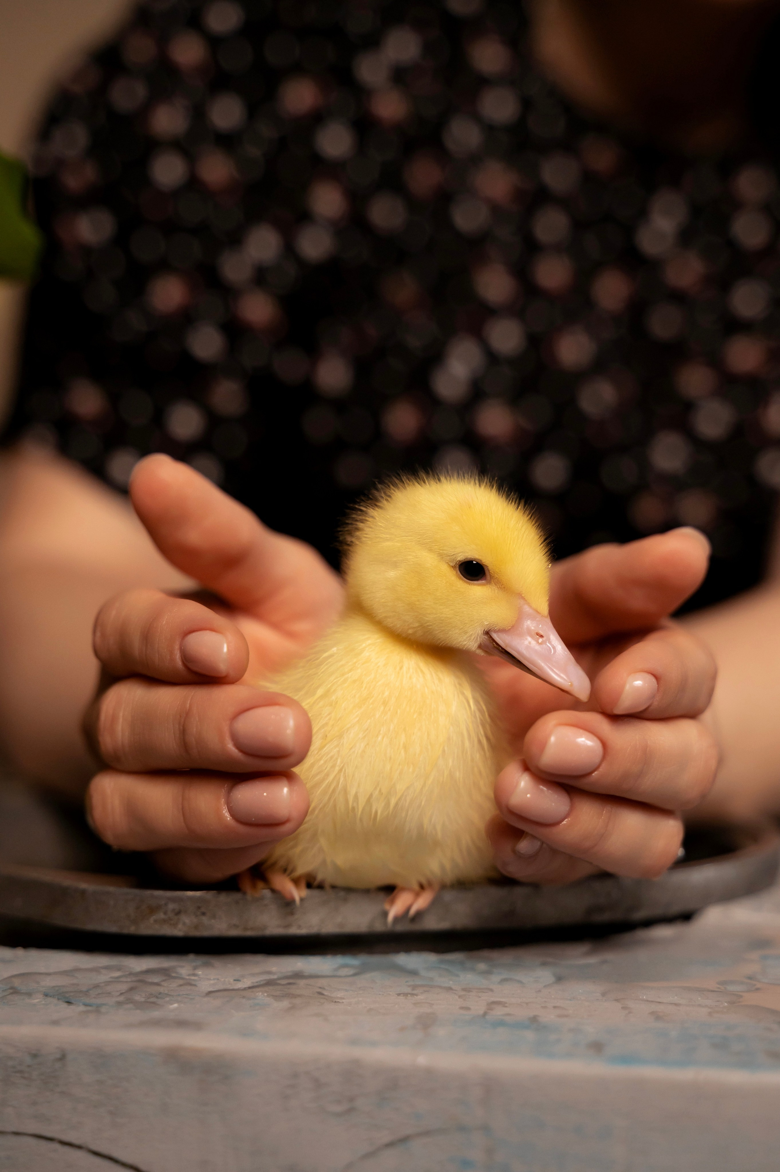 Купание утят. Елена Задорина