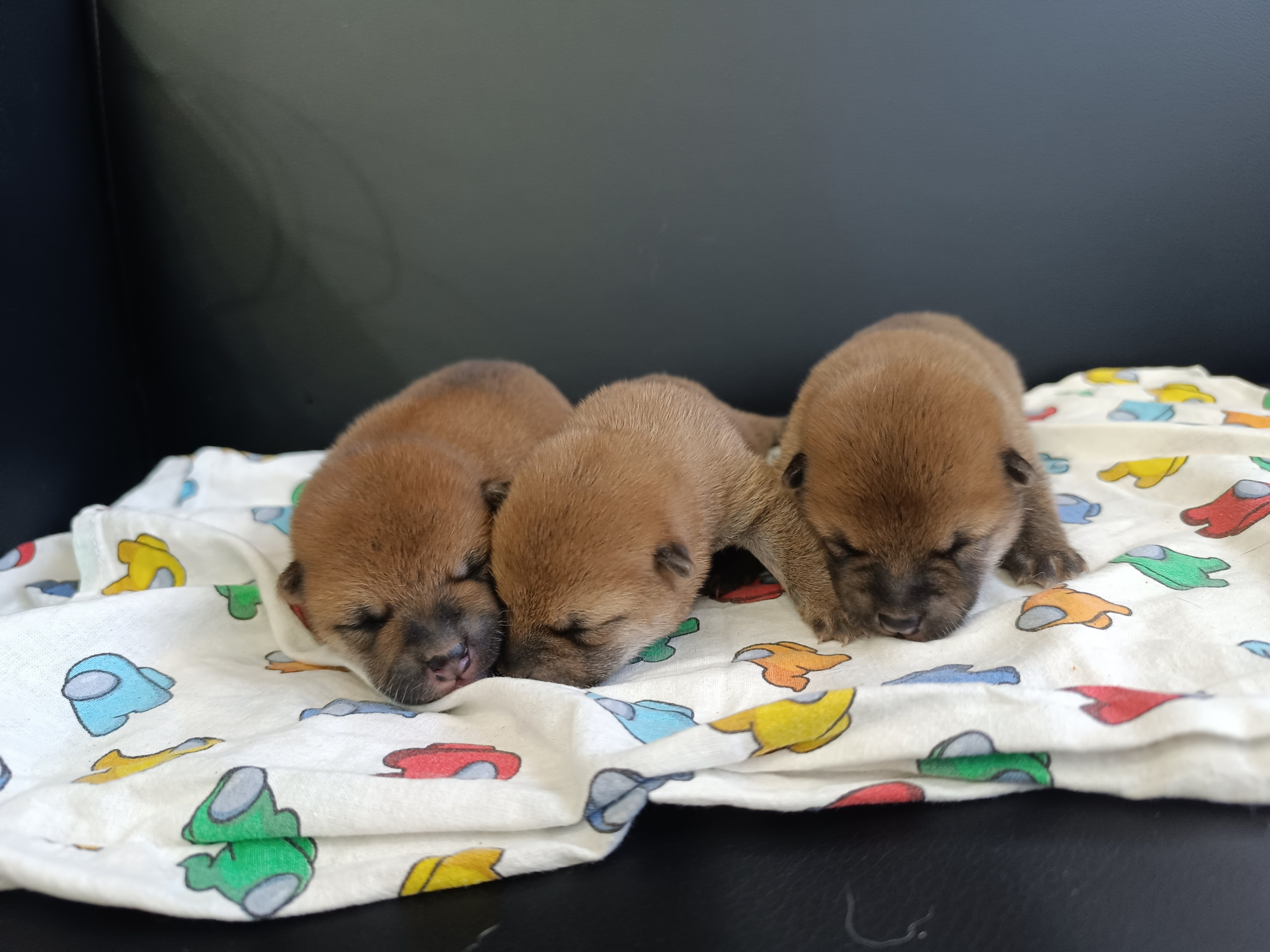 Общее Помет Л от 28.01.25. AMERICAN AKITA RUBYLIGHT KENNEL I SHIBA-INU