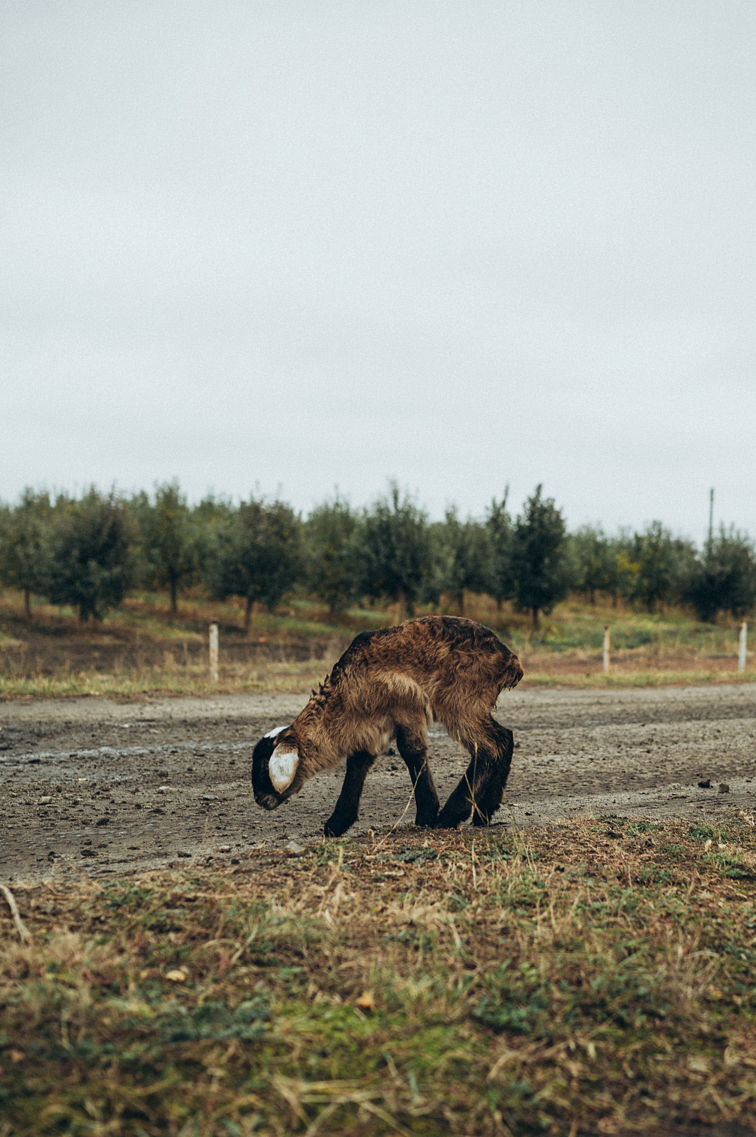 Alina. Семейный и детский фотограф в Белгороде Ольга Сорока
