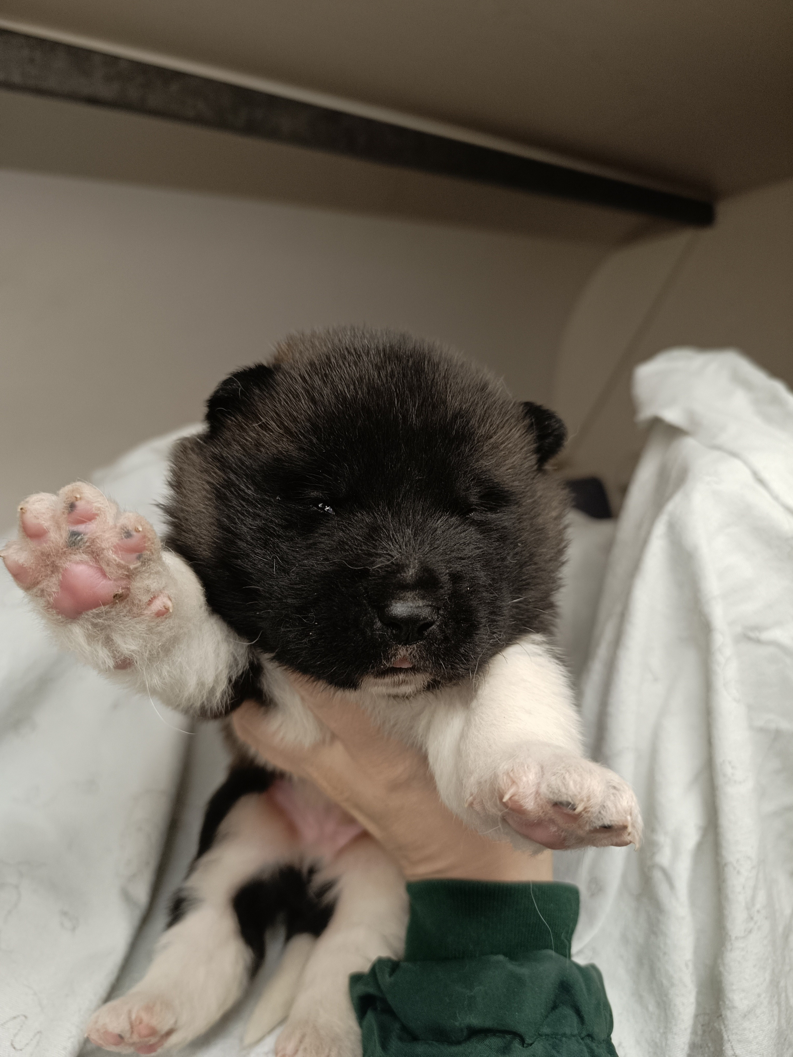 Американская акита  щенки питомник Санкт-Петербург клубные щенки Американская акита питомник RUBYLIGHT Рубилайт купить щенка американской акиты