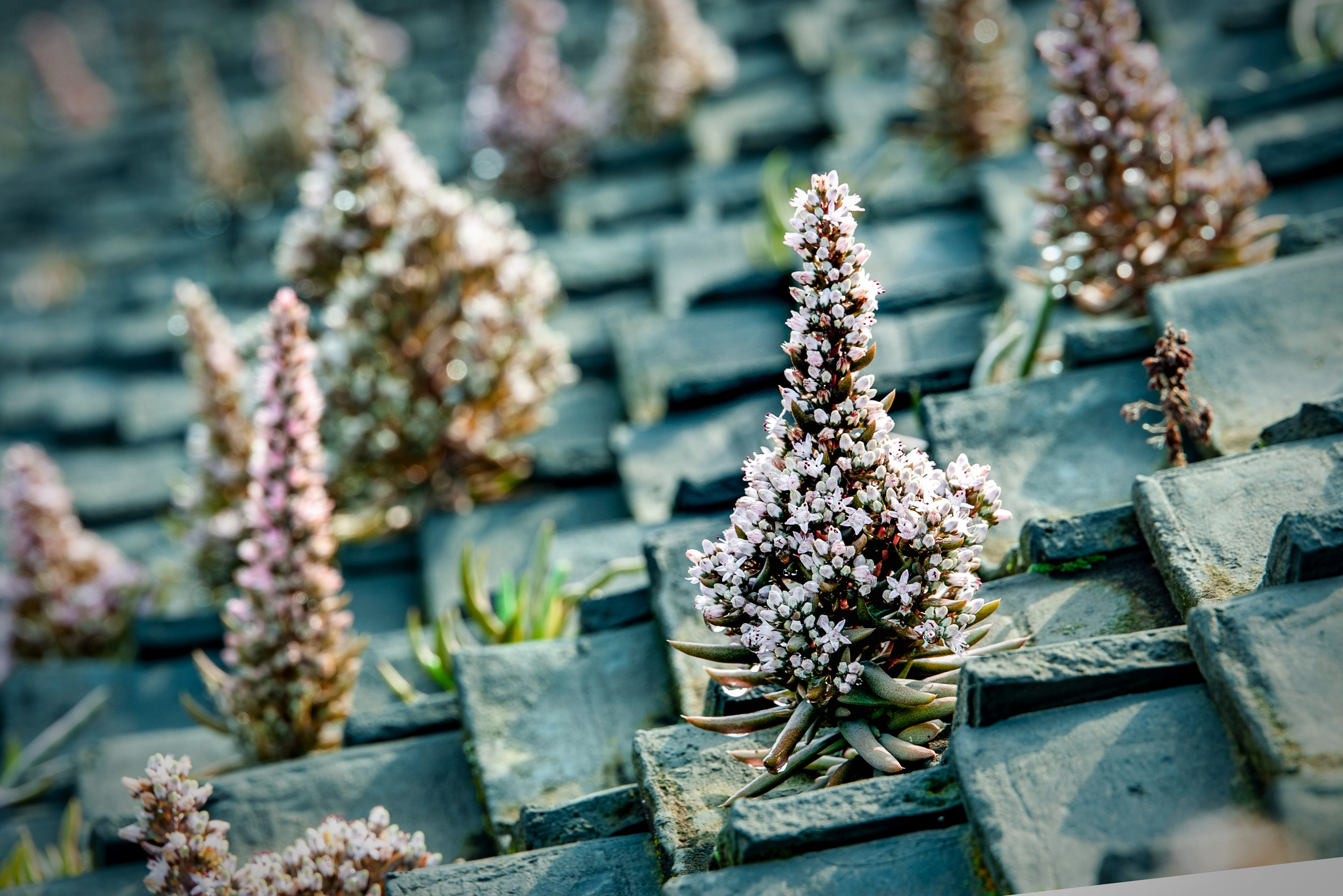 Весна. FotoGraf