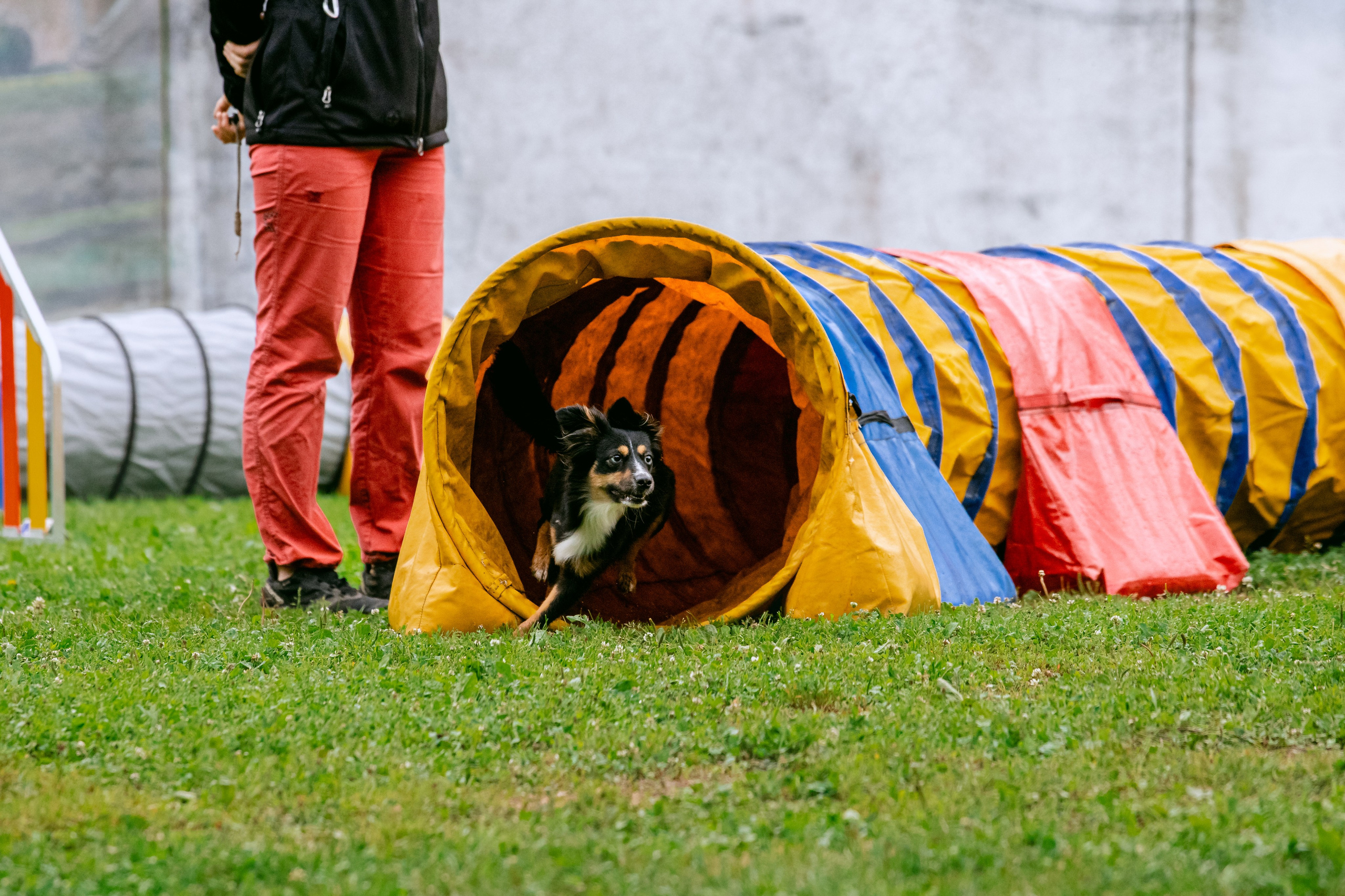 Соревнования по аджилити Долгопрудный 30.06.2025. Фотограф-анималист Татьяна Степанова