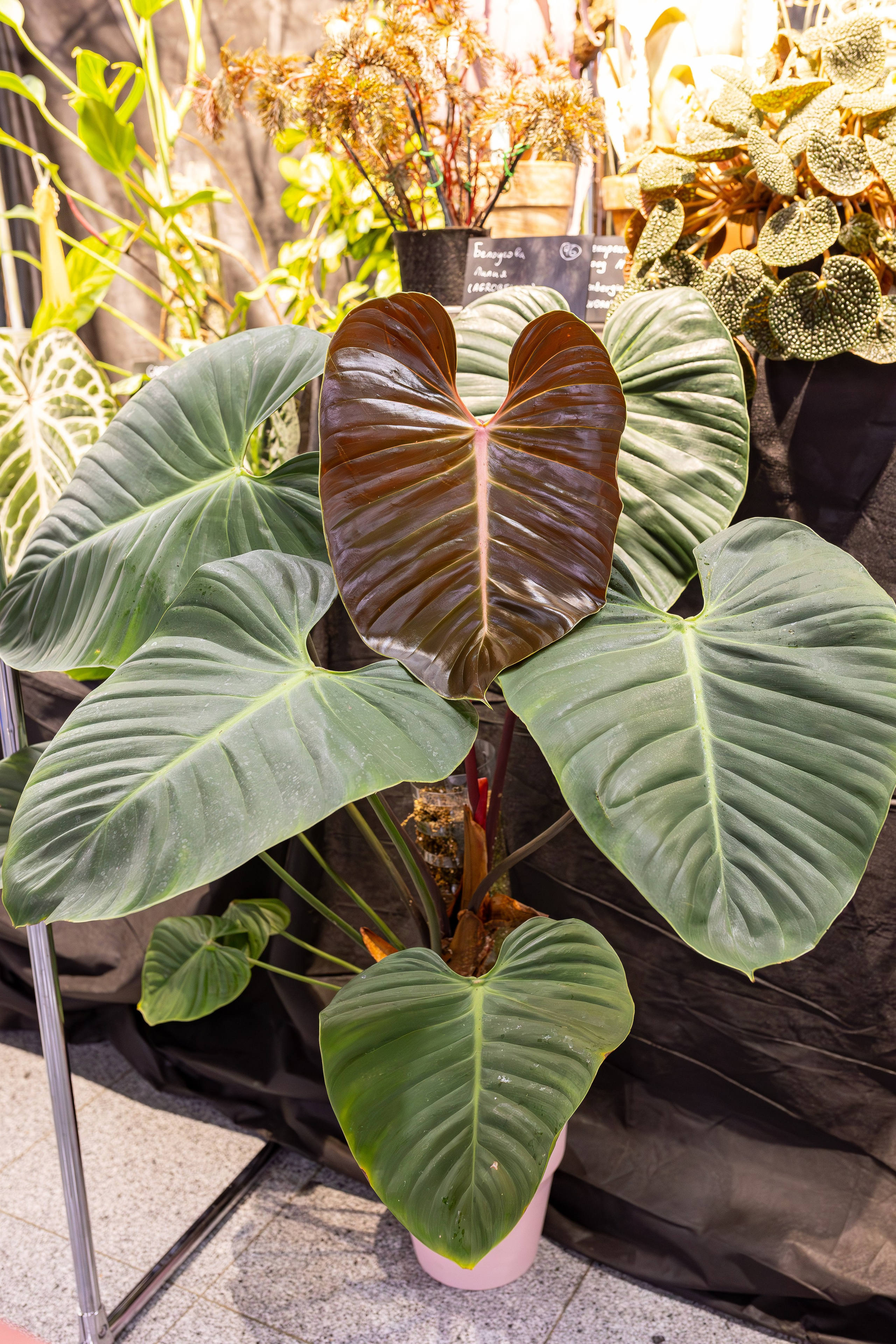 Монстериум 11–12 октября. Александра Куликова фотограф, Москва