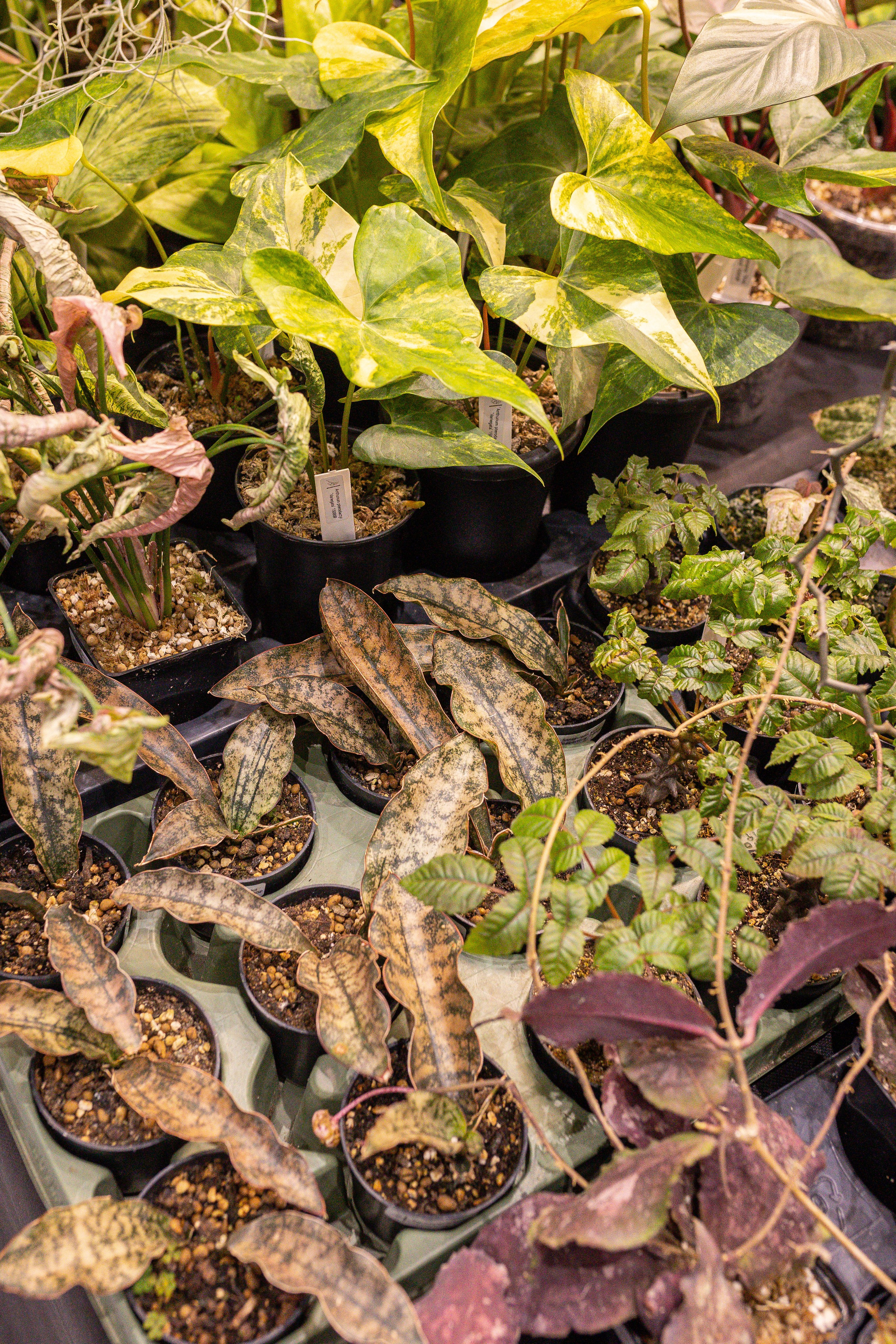 Монстериум 11–12 октября. Александра Куликова фотограф, Москва