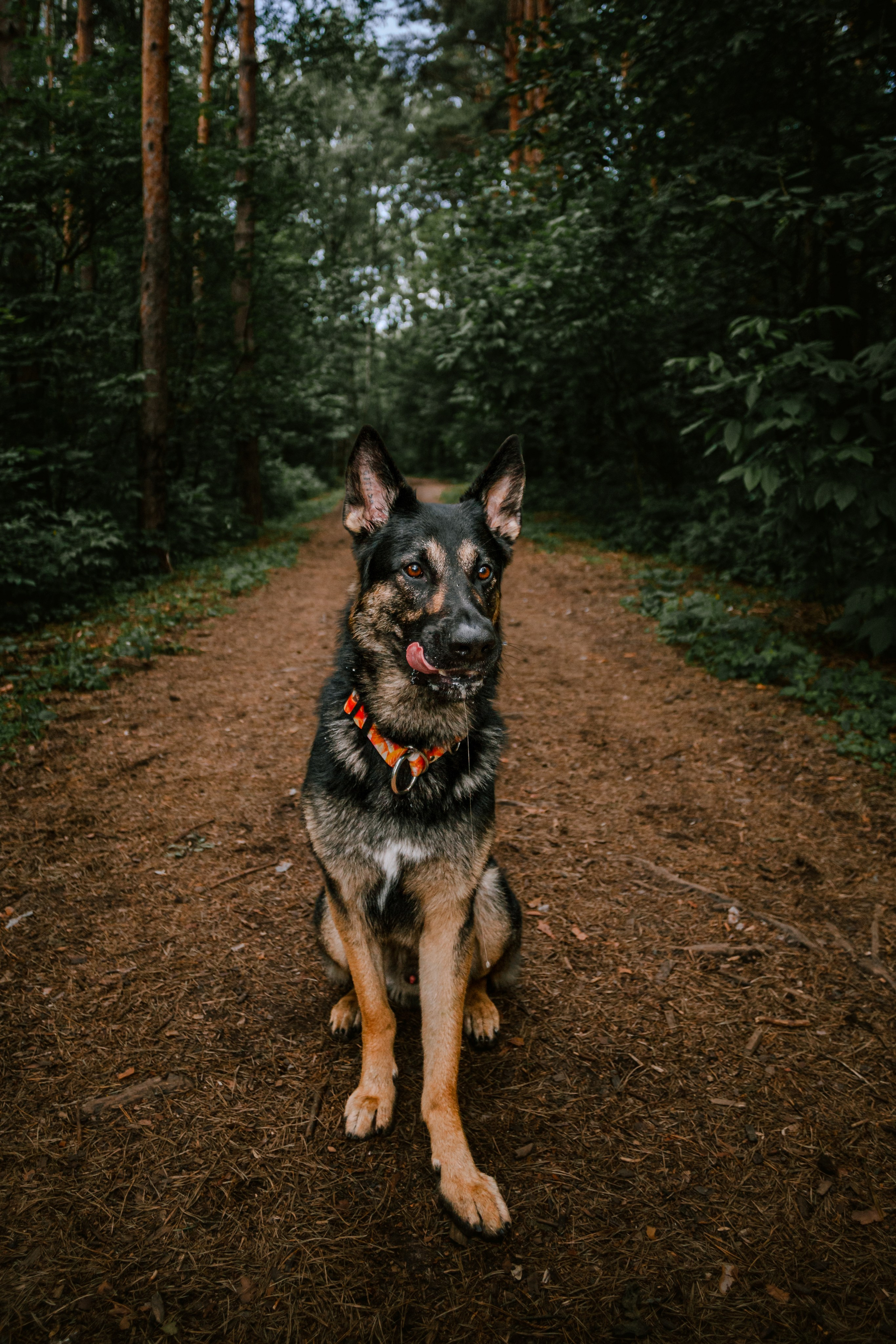 Лесная летняя фотопрогулка. Фотограф-анималист Татьяна Степанова