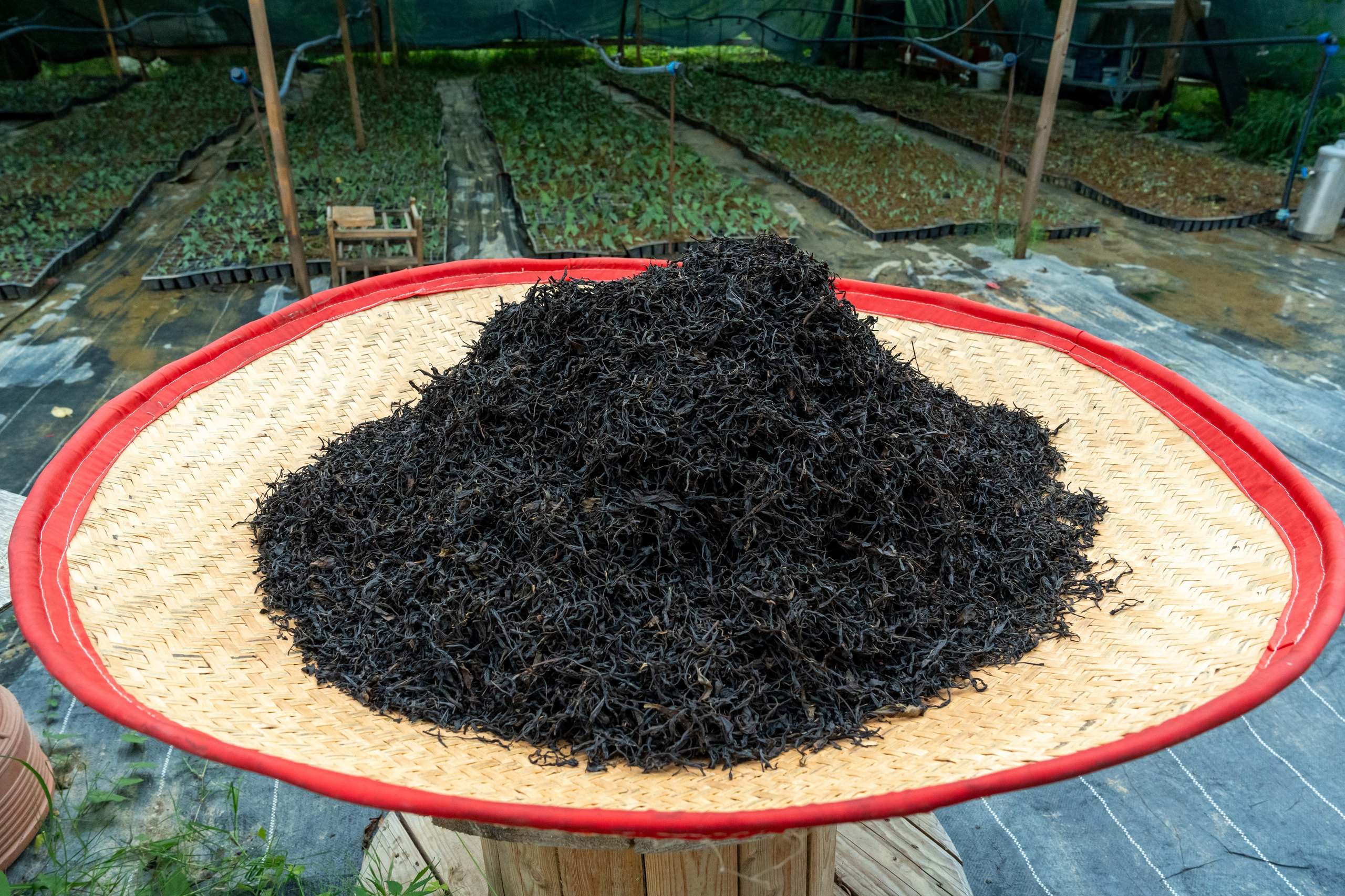 Яндекс.Еда — Сочинский чай. Репортажный фотограф в Красной Поляне и Сочи Павлюченко Екатерина