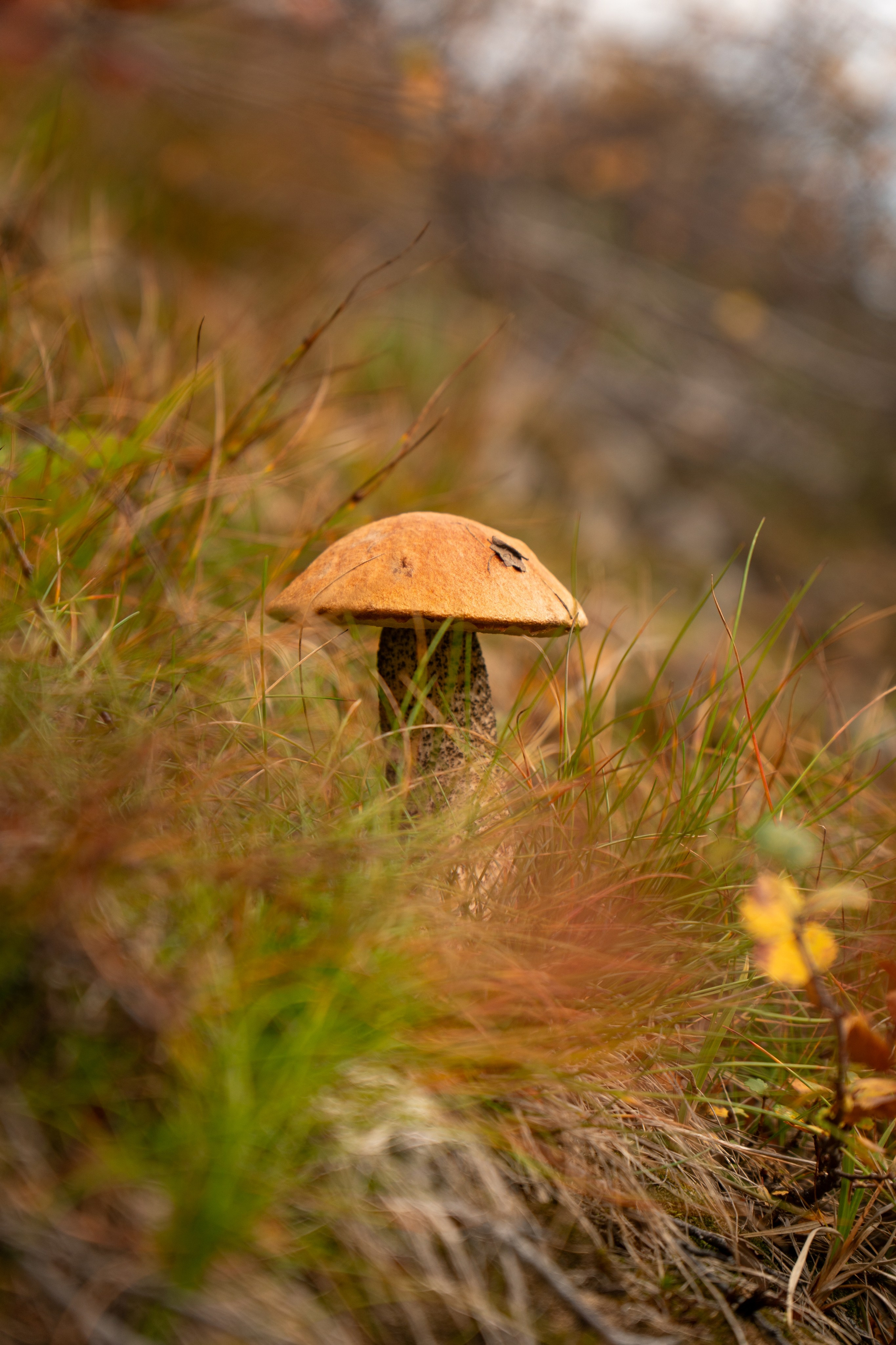 Крупный план + Арт. Daria wanderer photography