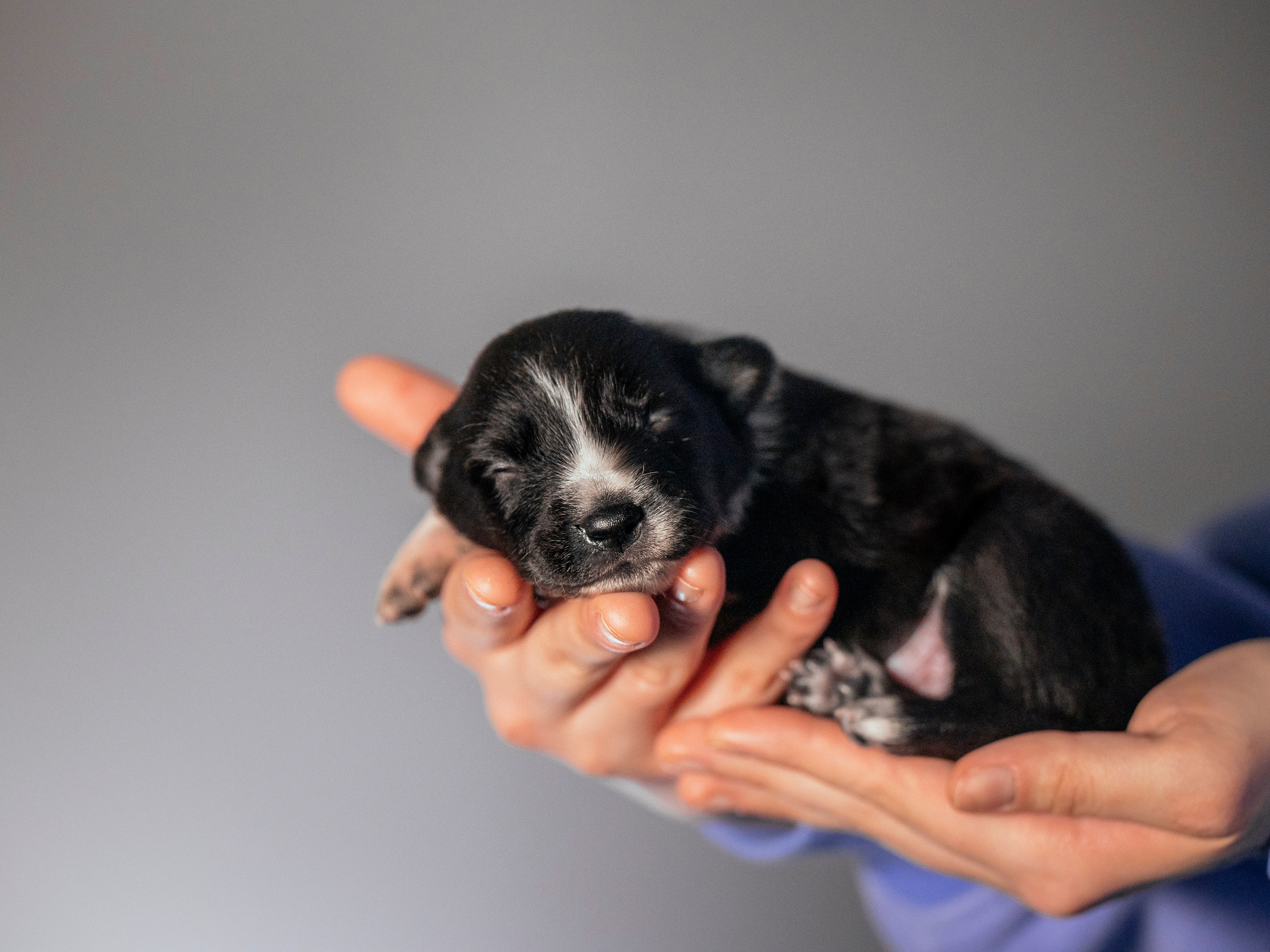 Бордер колли. Семейный фотограф анималист Ананьева Мария — Москва