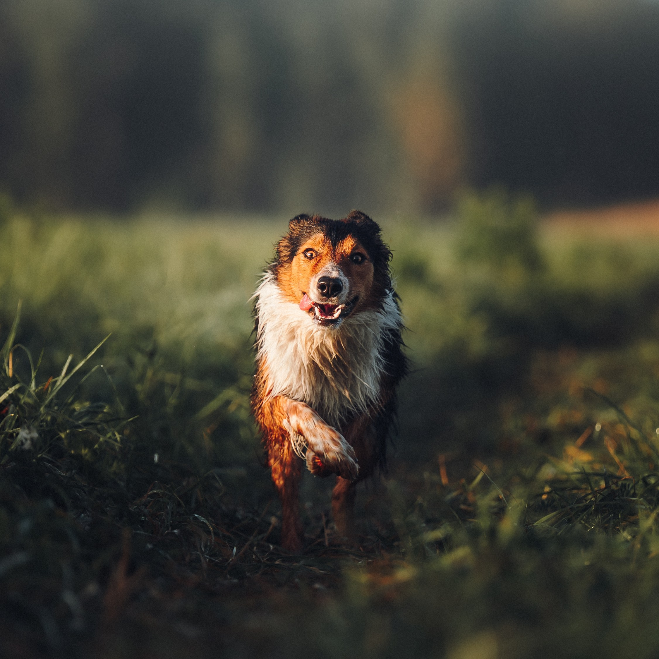 Саша, Флик и Эсприт. Семейный фотограф анималист Ананьева Мария — Москва