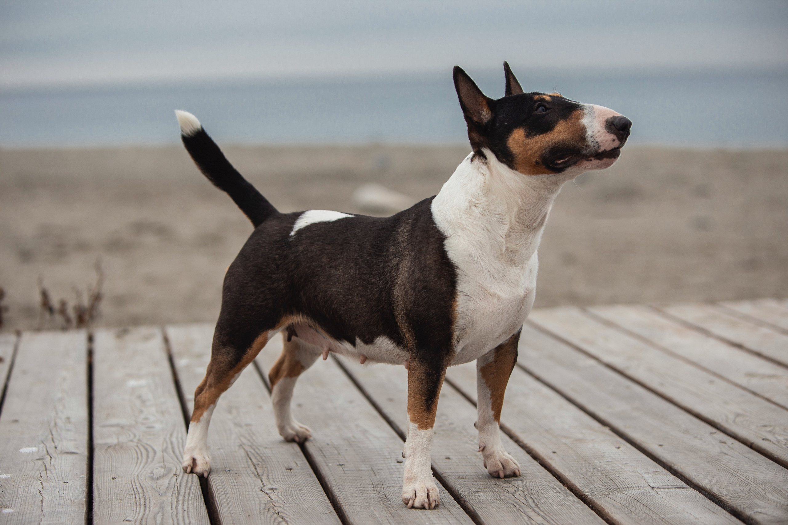 Экстерьерная Съёмка. Семейный фотограф анималист г. Находка