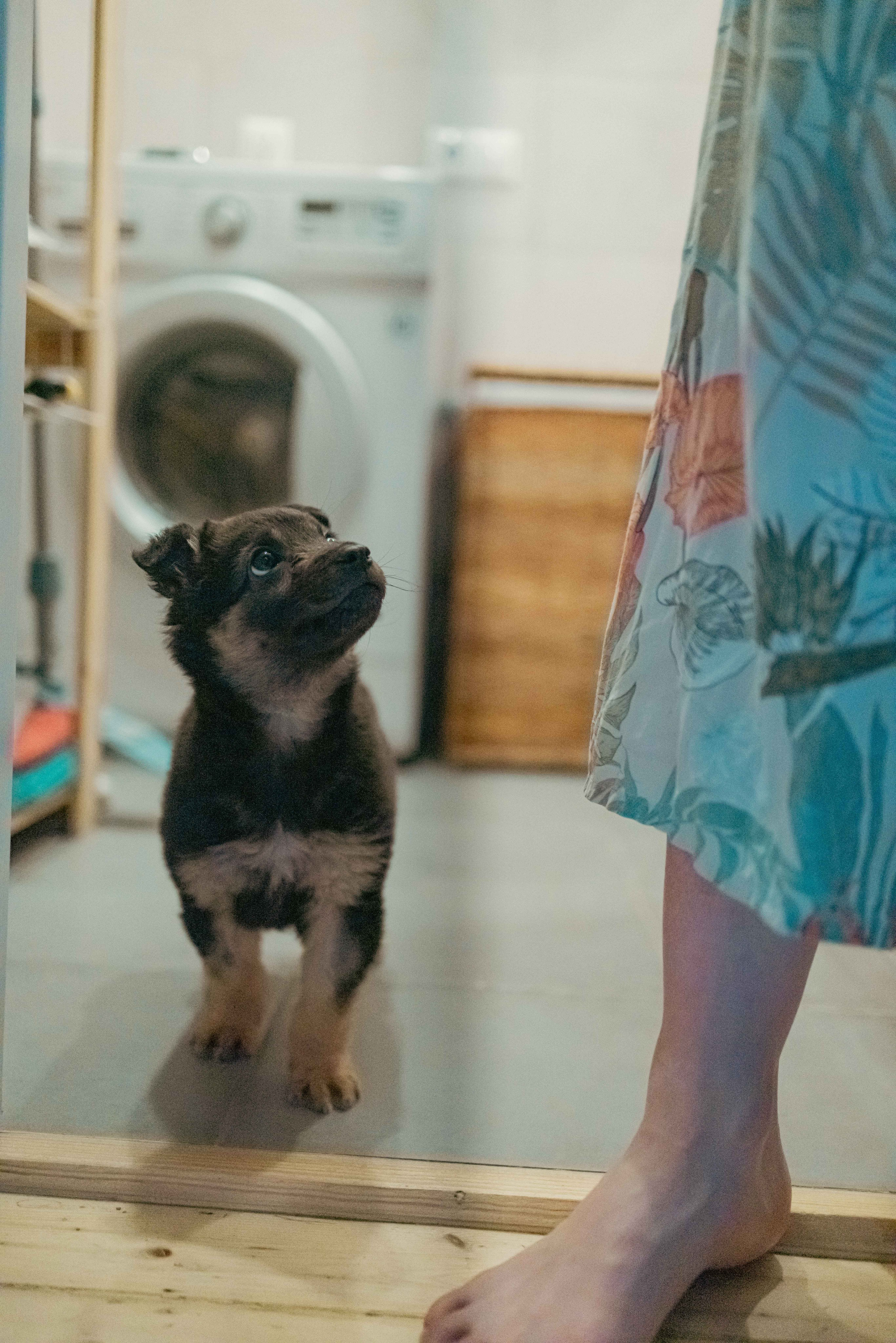 Пеппа. Фотограф-анималист в Москве Лера Черноног