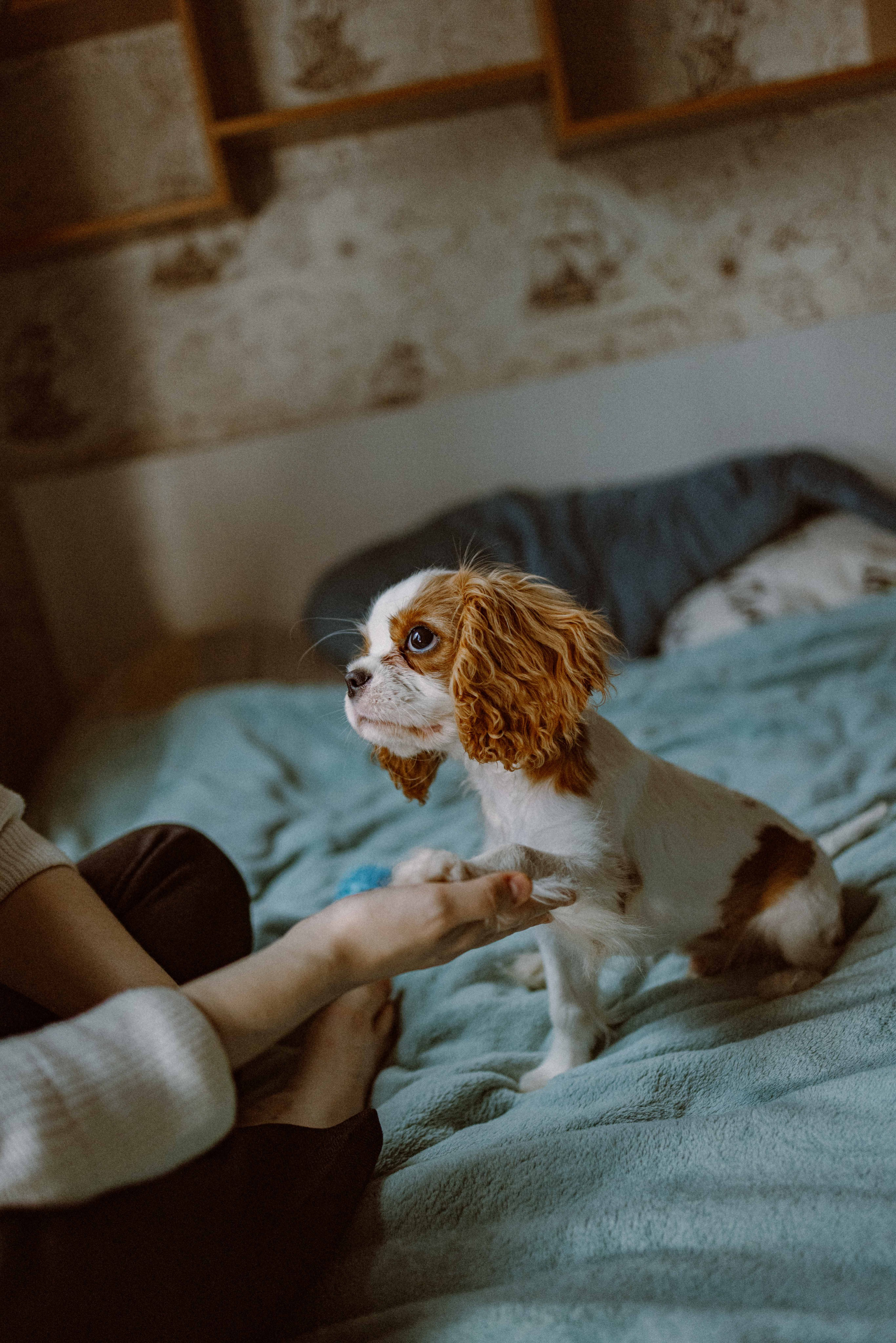 Юля и Кипр. Фотограф-анималист в Москве Лера Черноног